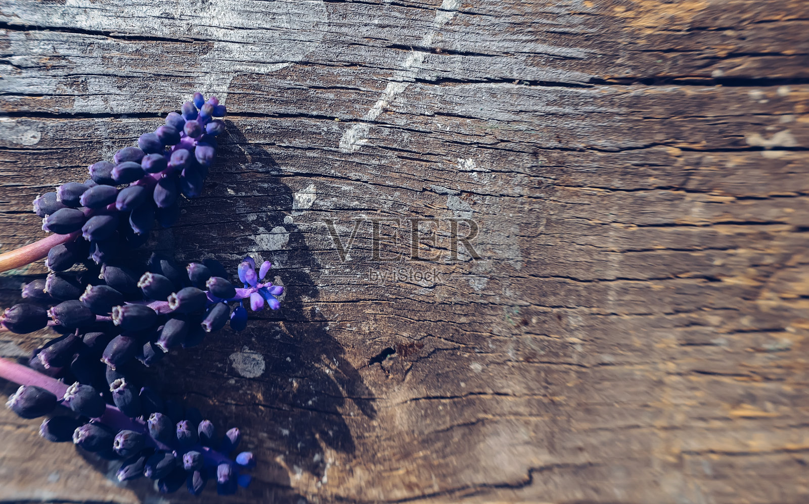 有蓝色葡萄风信子花的木板照片摄影图片