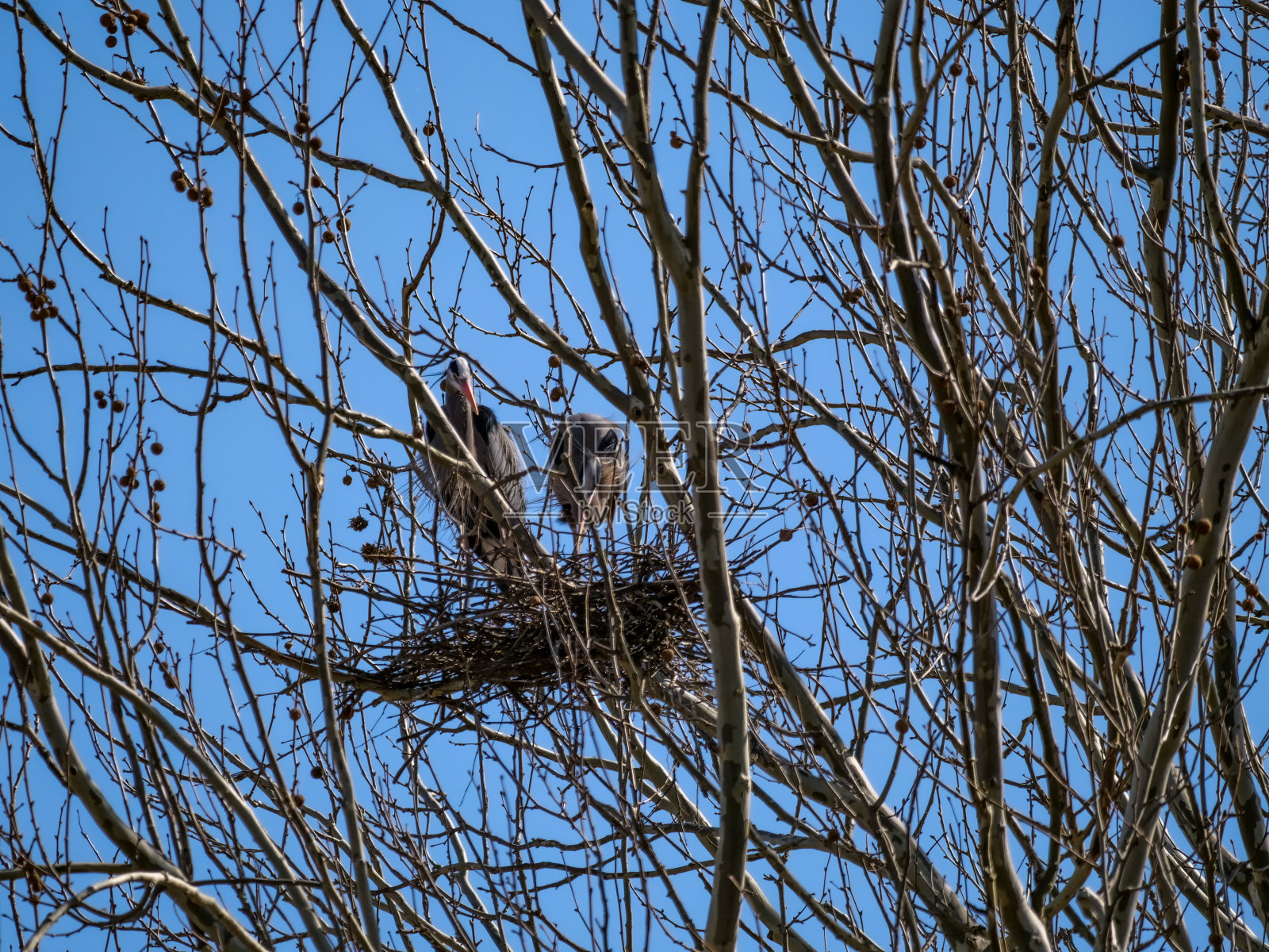 巴思路鹭鹭，半岛，哦照片摄影图片