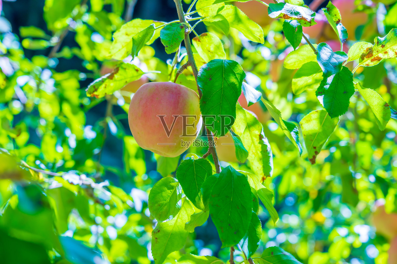 日本的苹果和苹果树照片摄影图片