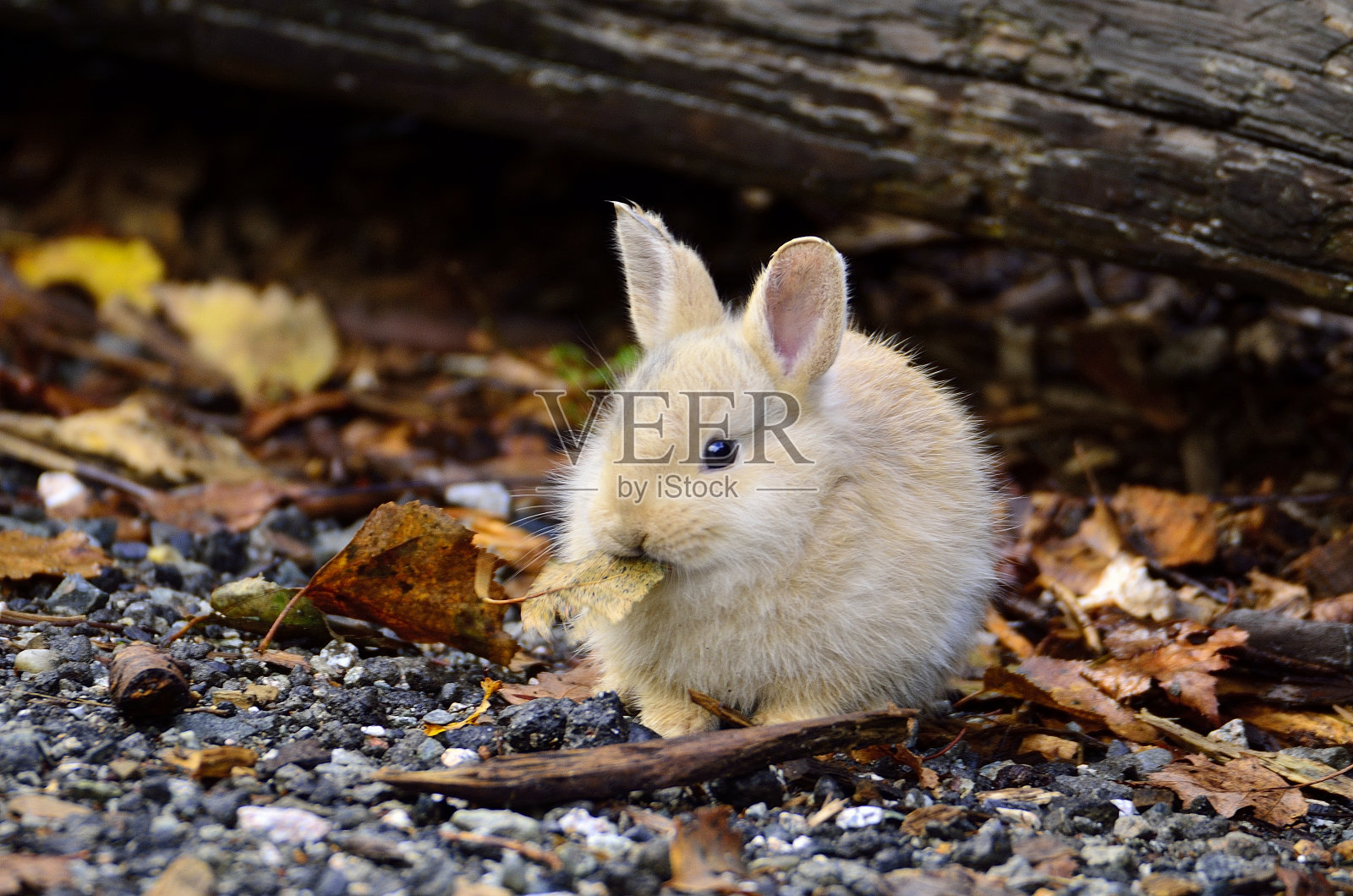 兔子照片摄影图片