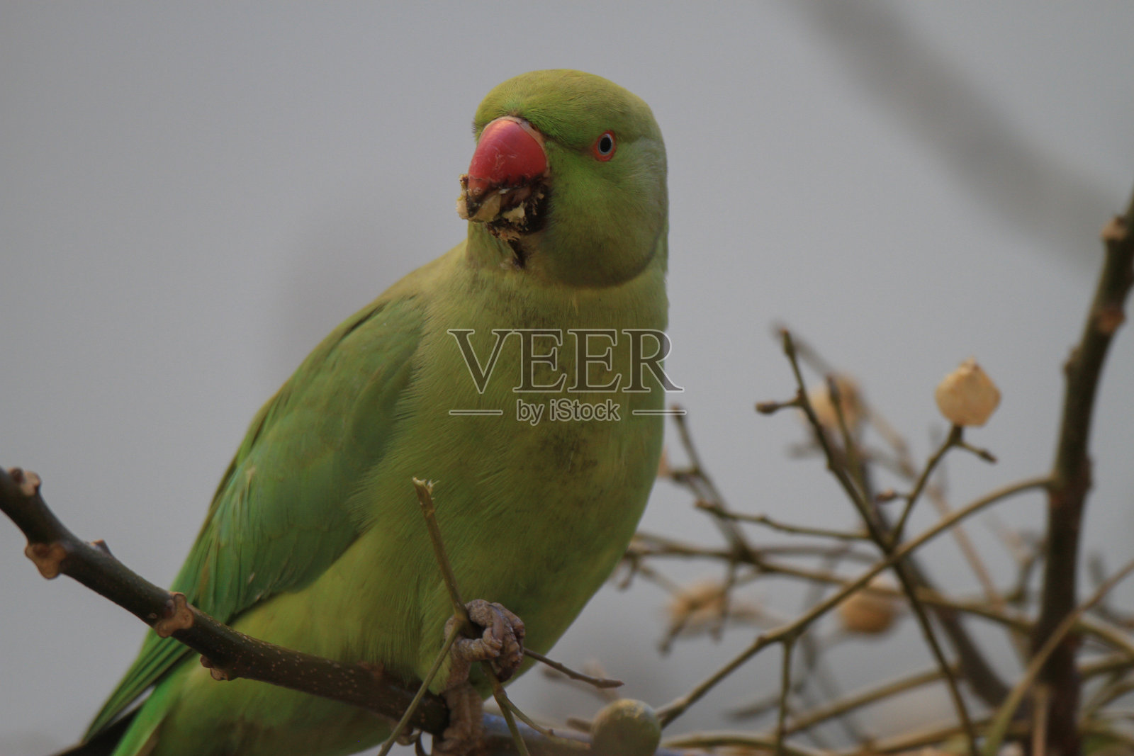 Rose-ringed长尾小鹦鹉照片摄影图片