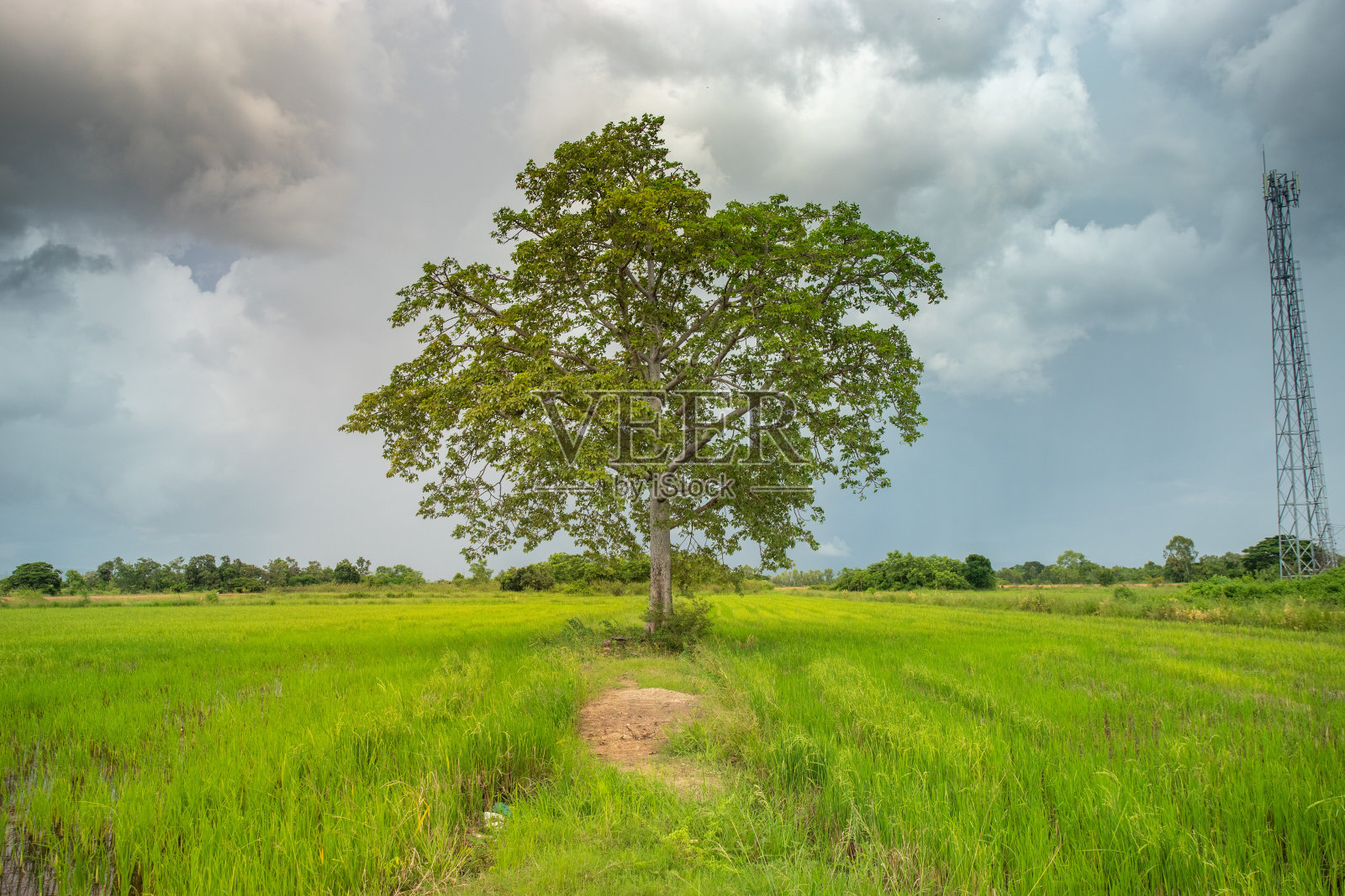 在田野和天空背景中间的一棵树照片摄影图片
