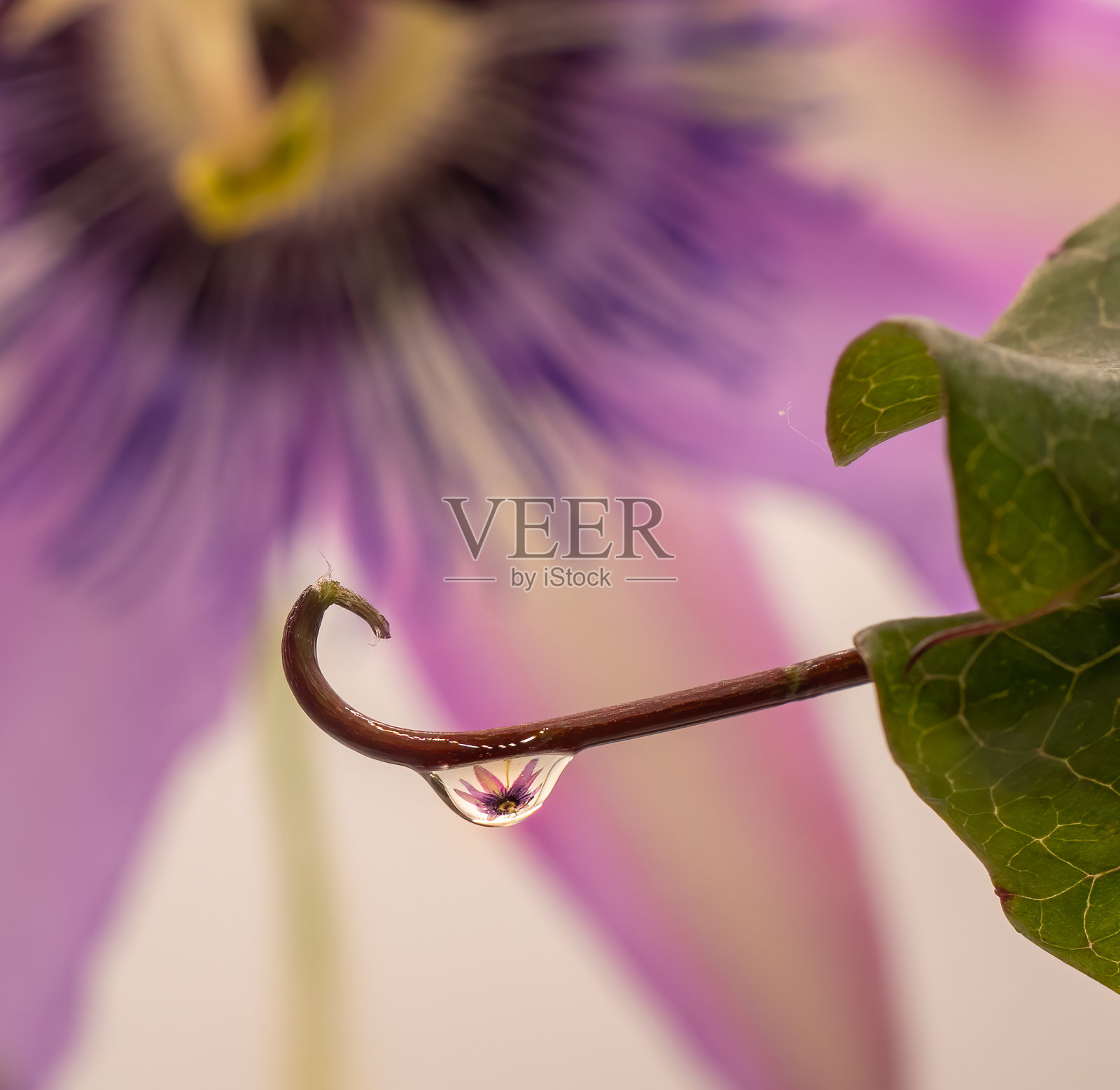 西番莲的水滴照片摄影图片