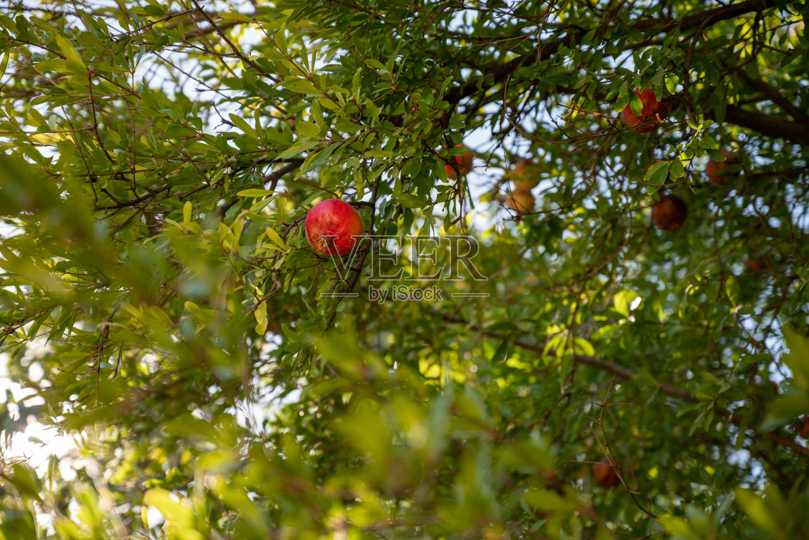 成熟的石榴挂在蓝天背景的树枝上照片摄影图片