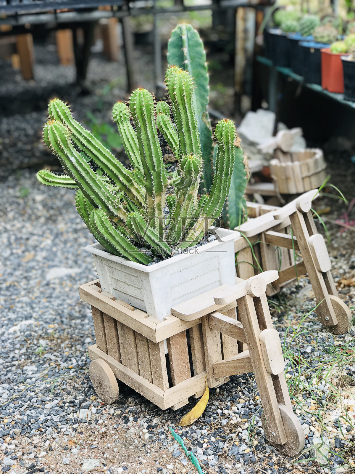 在可爱的花盆中种植石牙莲或牙签仙人掌或阿根廷牙签或牙签仙人掌或牙签石牙莲。照片摄影图片