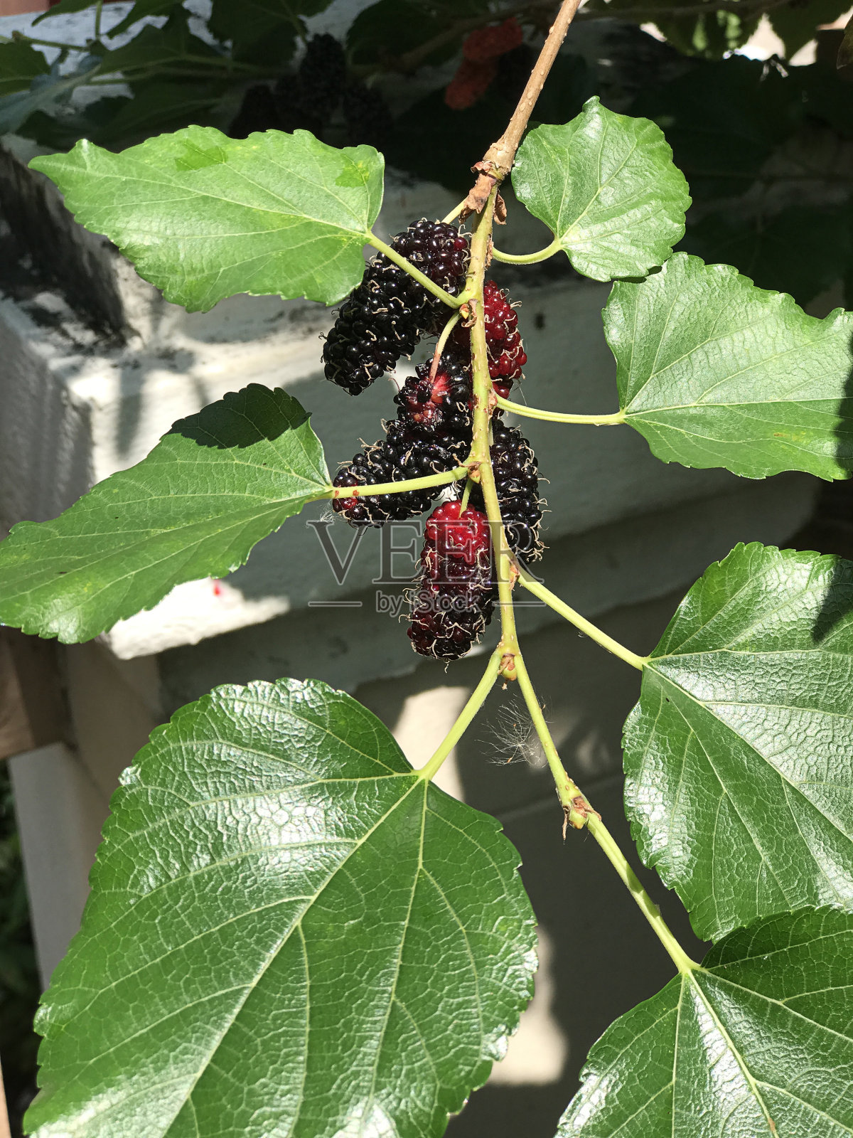 桑树或桑树结出果实。照片摄影图片