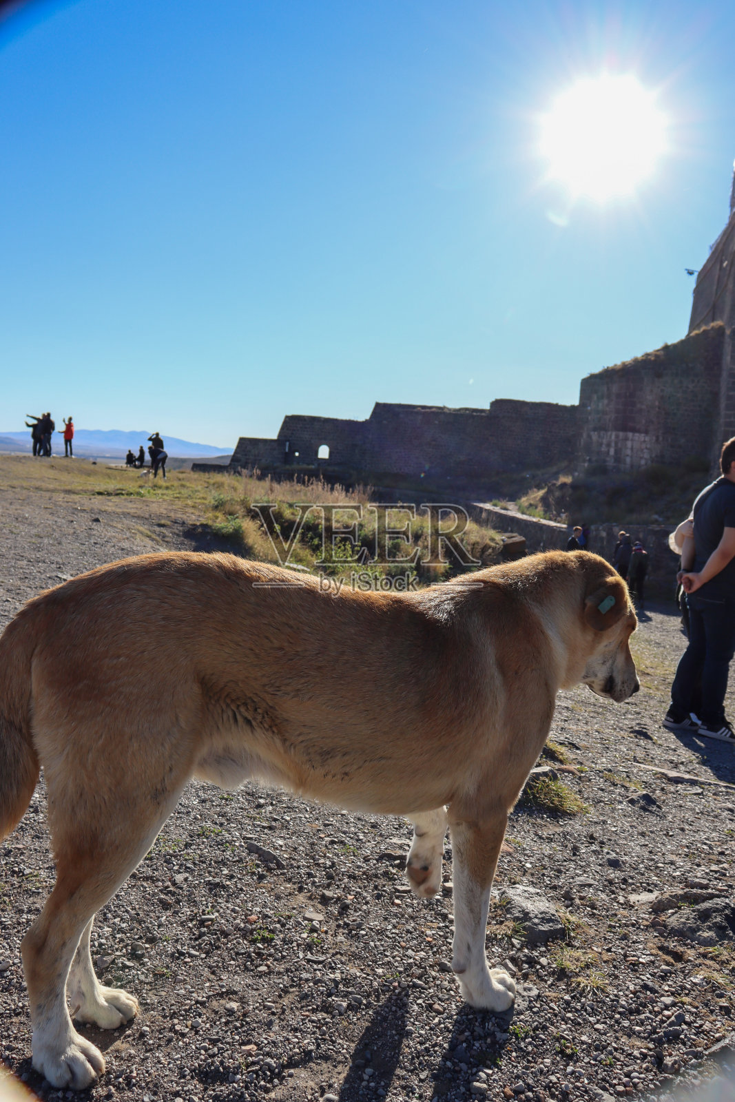 可爱的流浪狗照片摄影图片