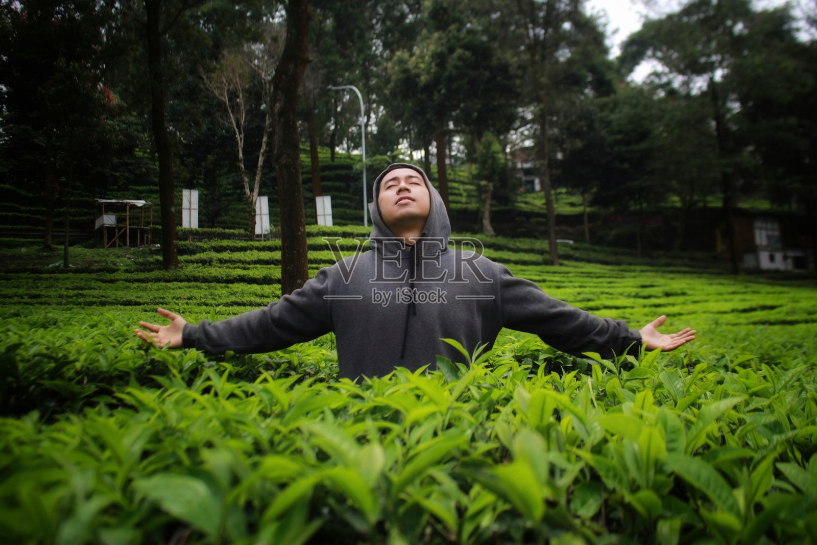一个人在一个凉爽的绿茶花园里照片摄影图片