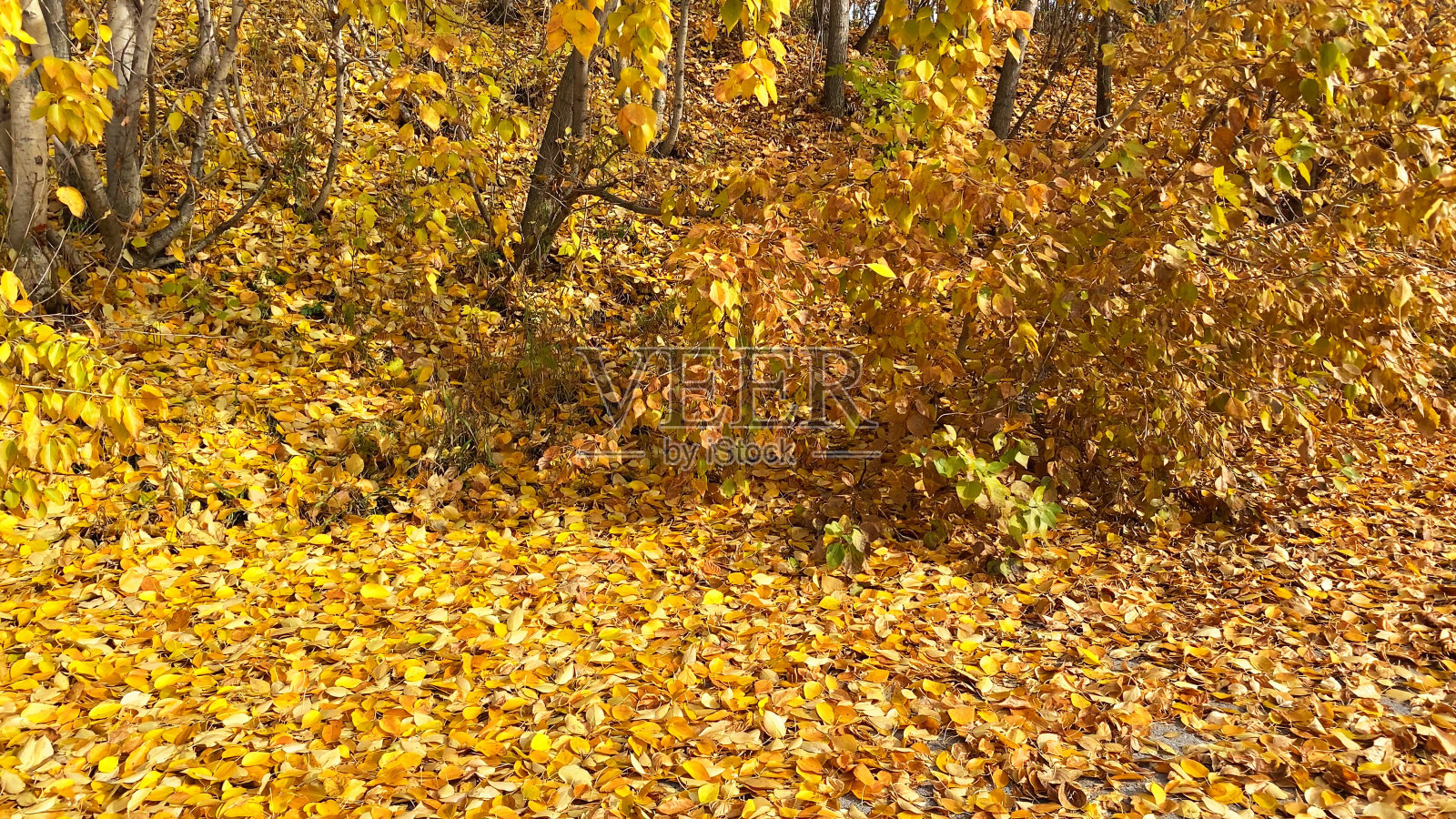 秋天的风景与黄叶。金色的叶子从树上飘落在地上照片摄影图片