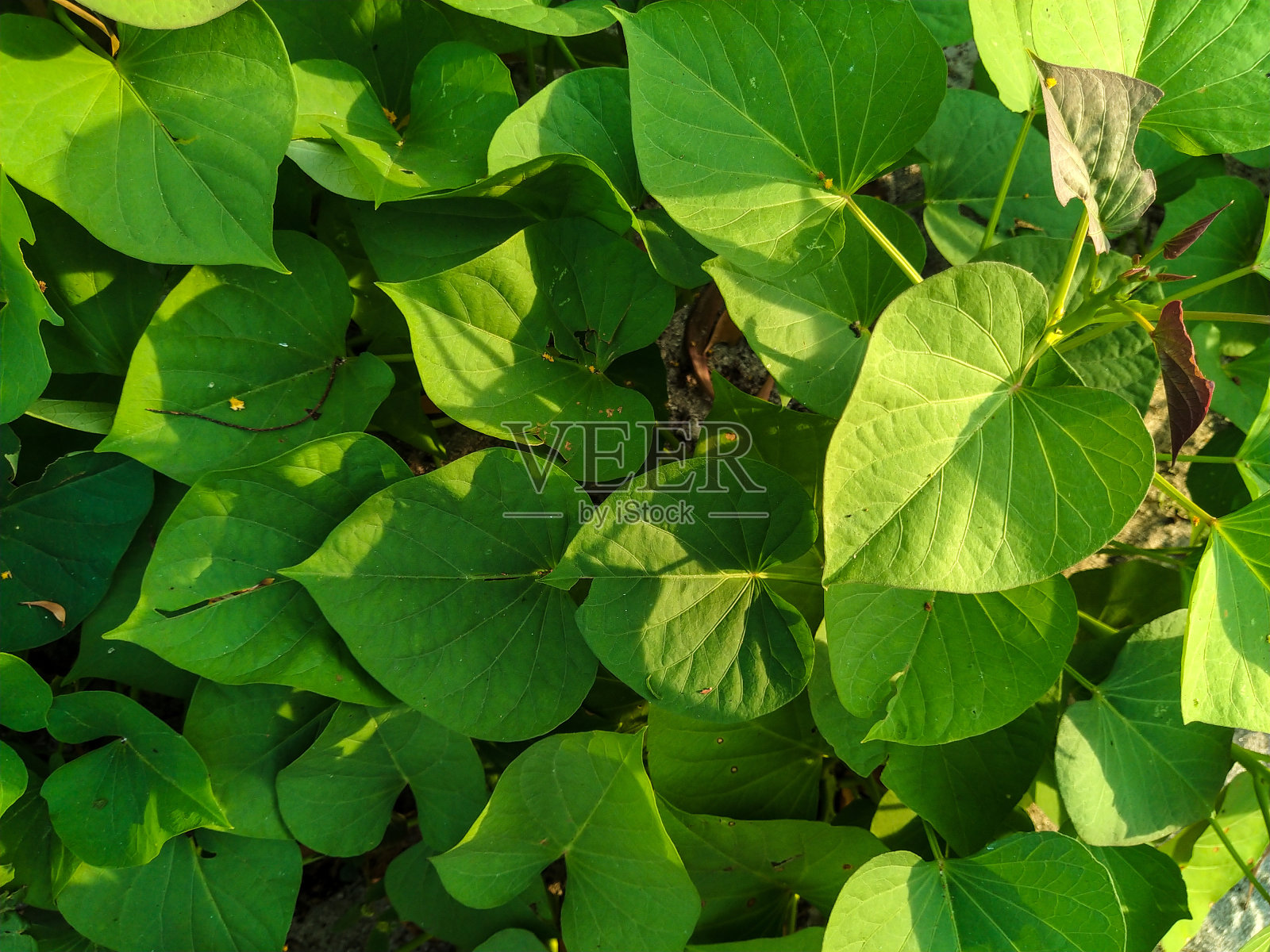 红薯叶背景照片摄影图片