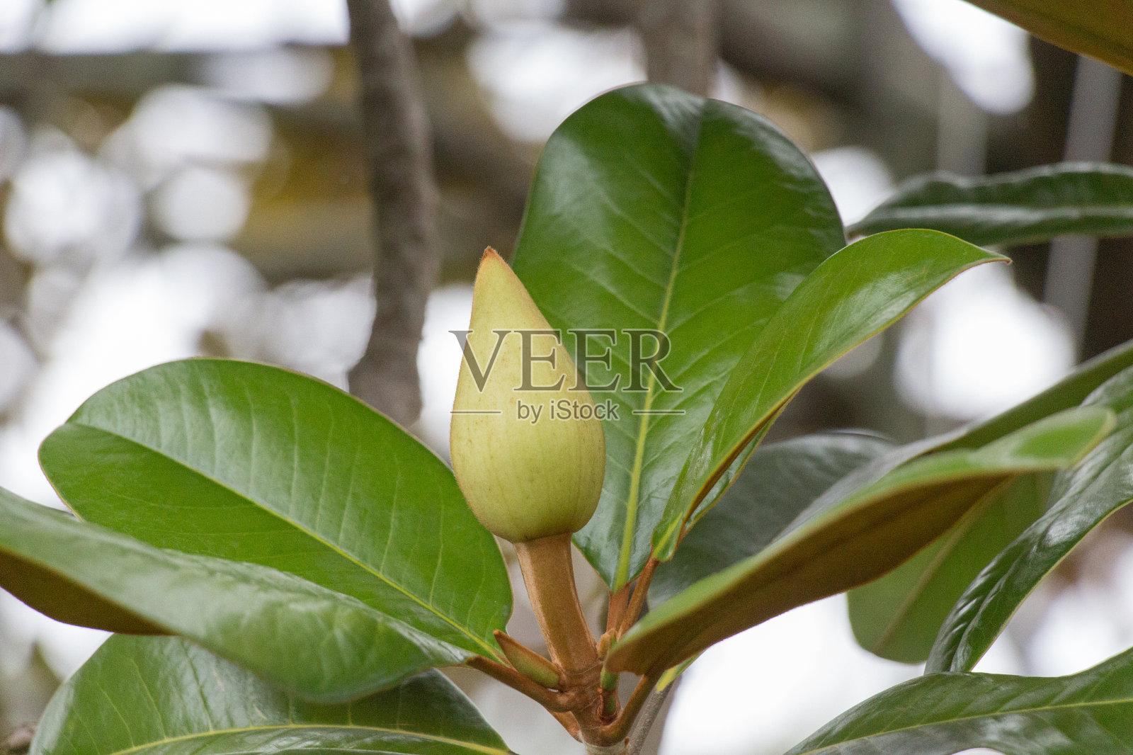 南木兰含苞待放。侧视图。照片摄影图片