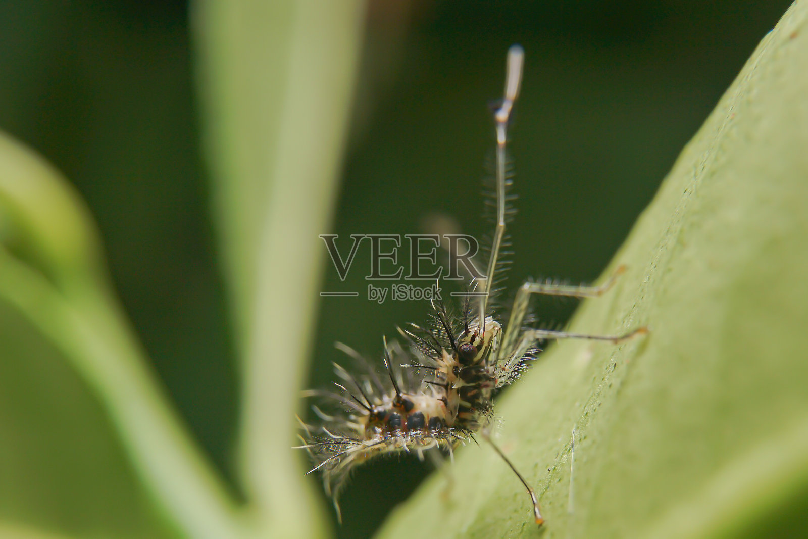 蜘蛛照片摄影图片