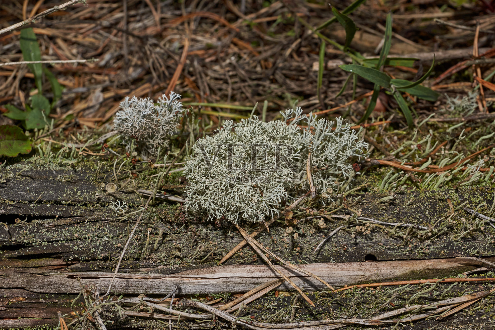 鹿的克兰多尼亚(后期。Cladonia Rangiferina) -一种浓密的地衣，来自Cladonia属照片摄影图片