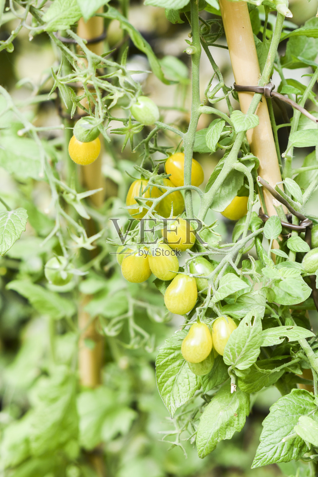 菜园里自然生长的有机番茄。健康的有机食品。照片摄影图片