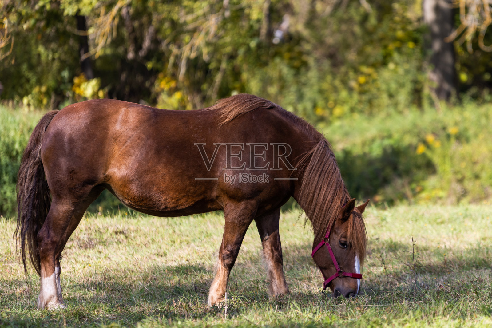 棕色的马在秋天的森林里吃草照片摄影图片