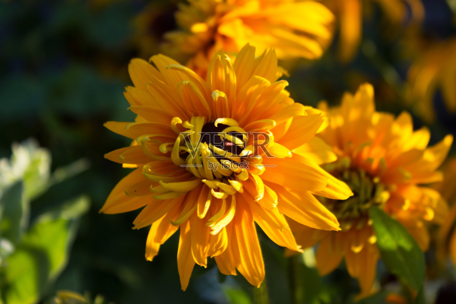 毛蕊多瓣红毛蕊花-夏季明亮的黄色花朵在花园里盛开。俯视图，绿色背景照片摄影图片