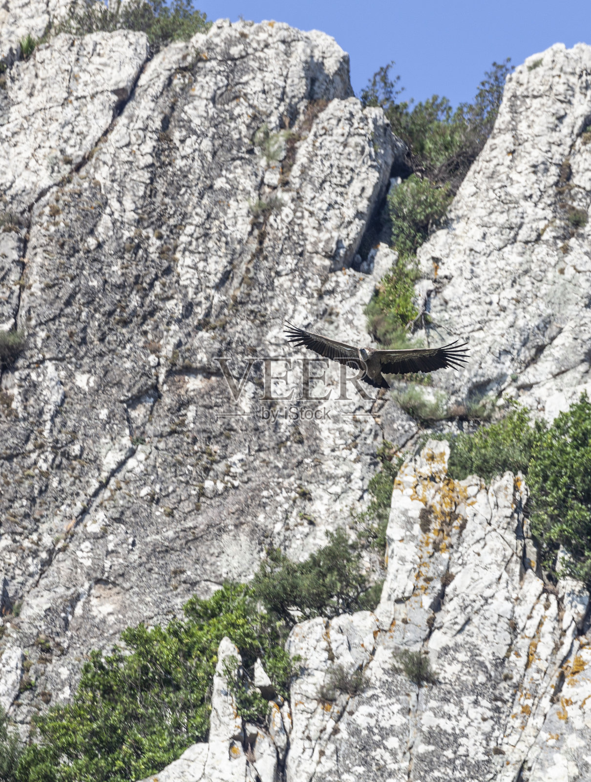 兀鹫对石灰石悬崖照片摄影图片