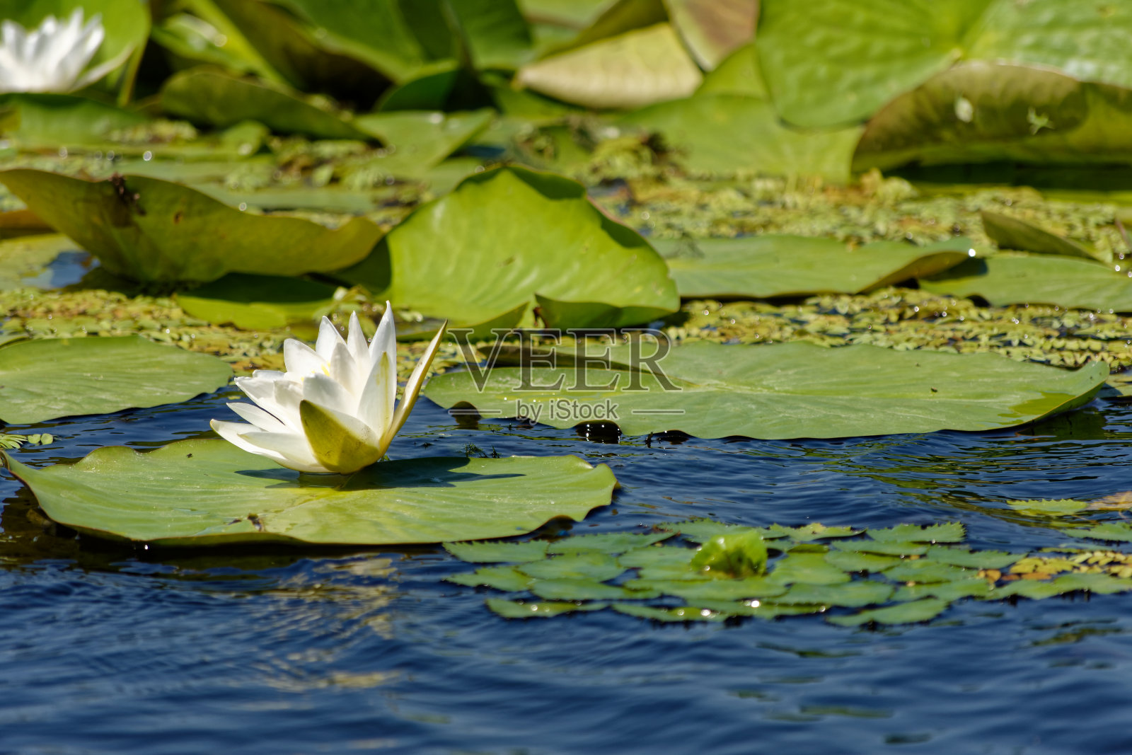 睡莲照片摄影图片