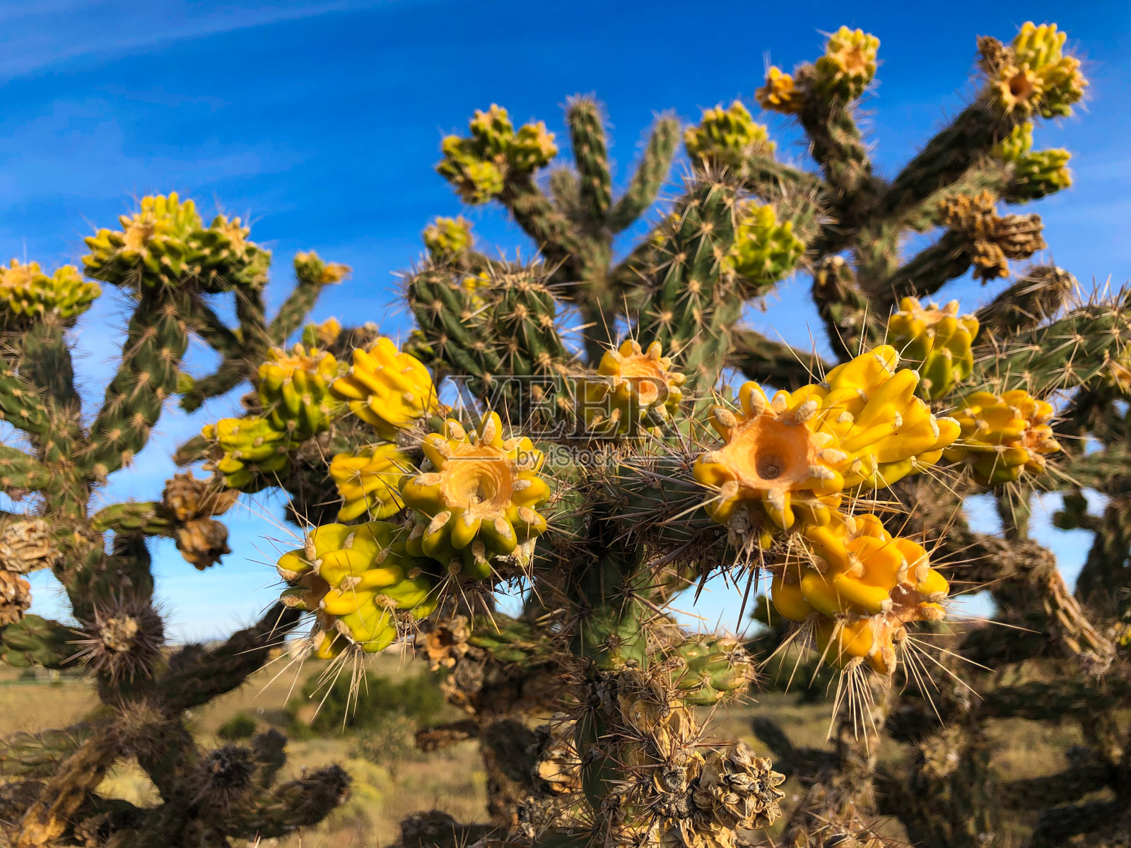 新墨西哥州:盛开的烛台仙人掌;明亮的蓝天特写照片摄影图片