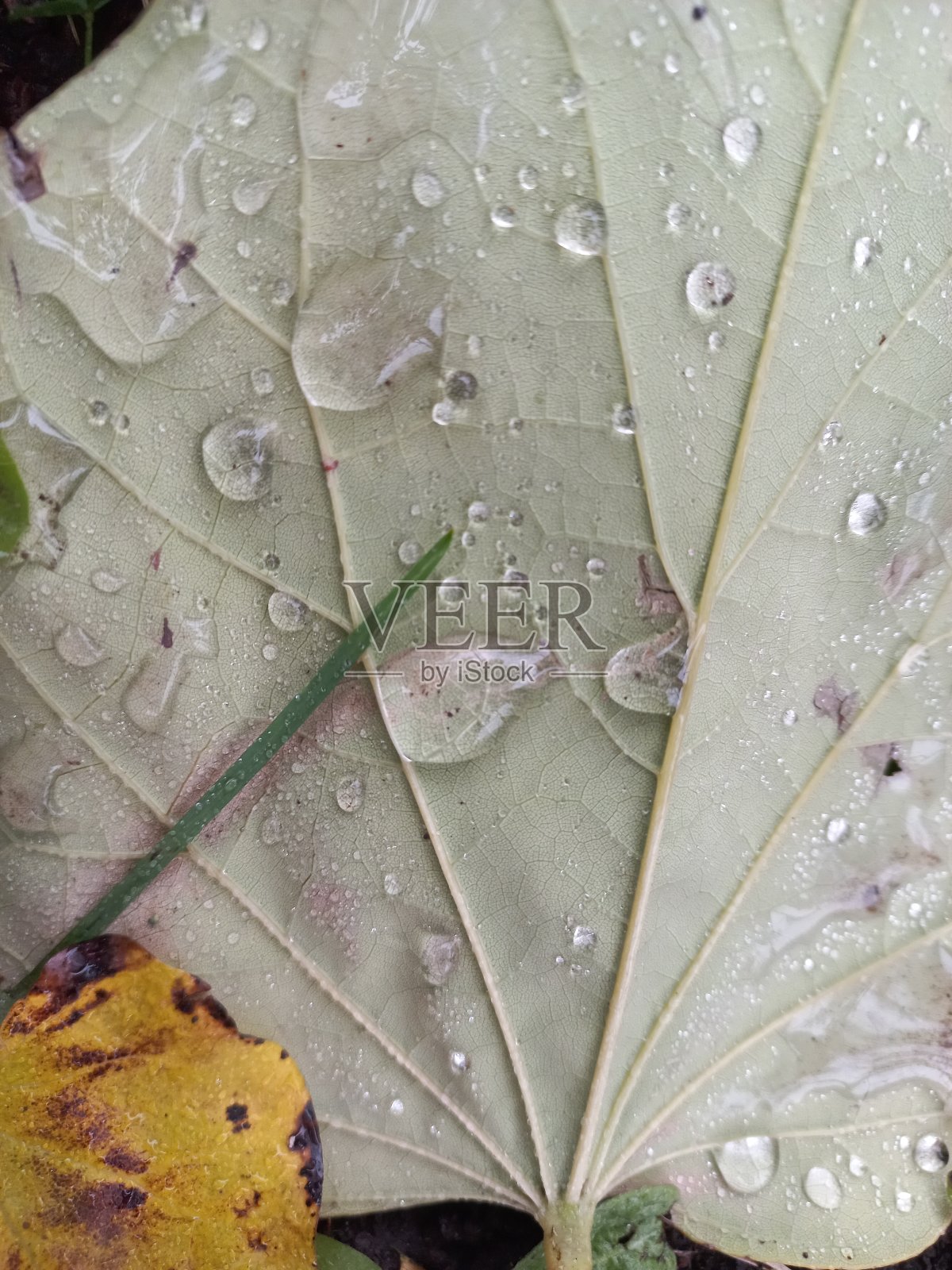 雨滴照片摄影图片