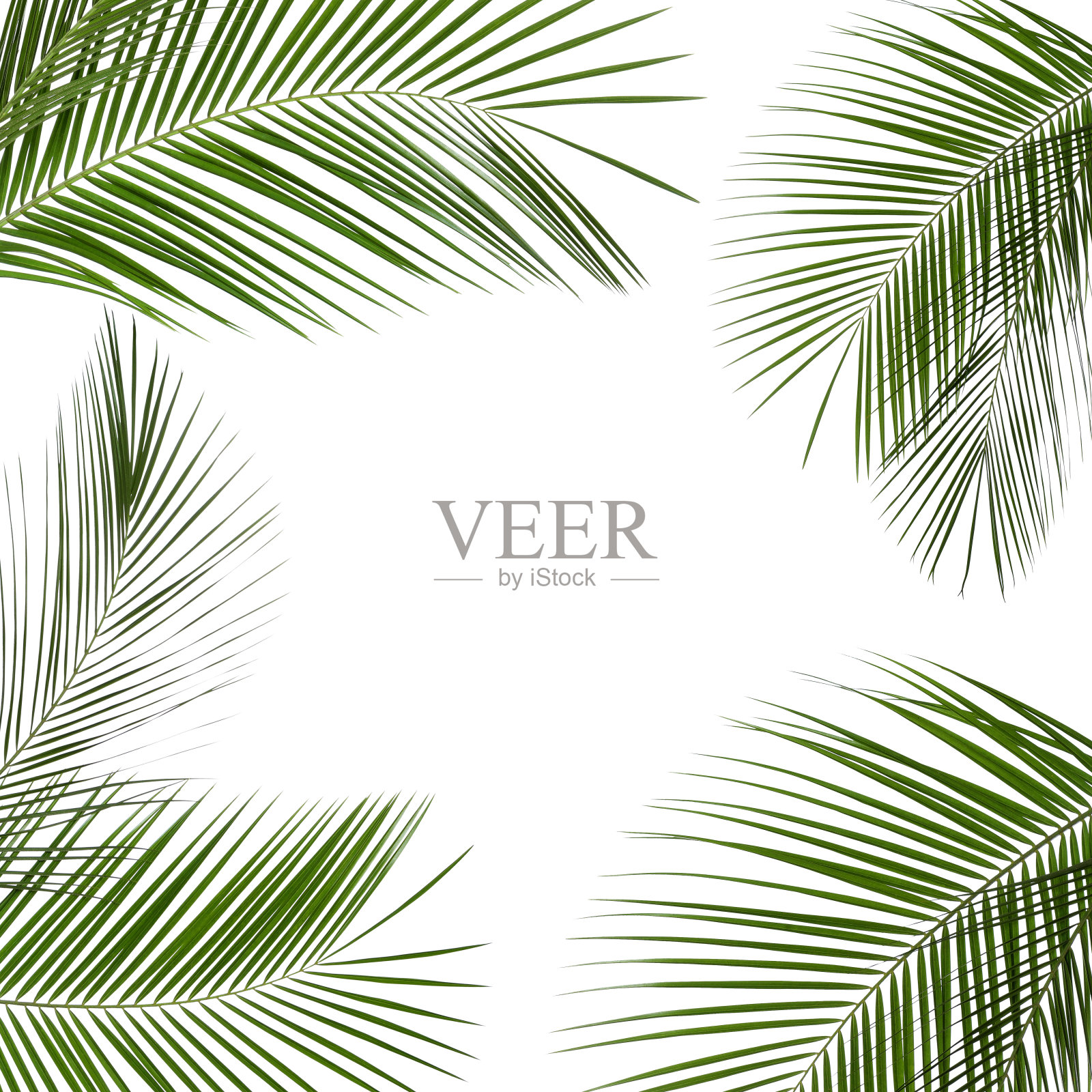 白色背景上美丽繁茂的热带树叶制成的框架。空间的文本照片摄影图片