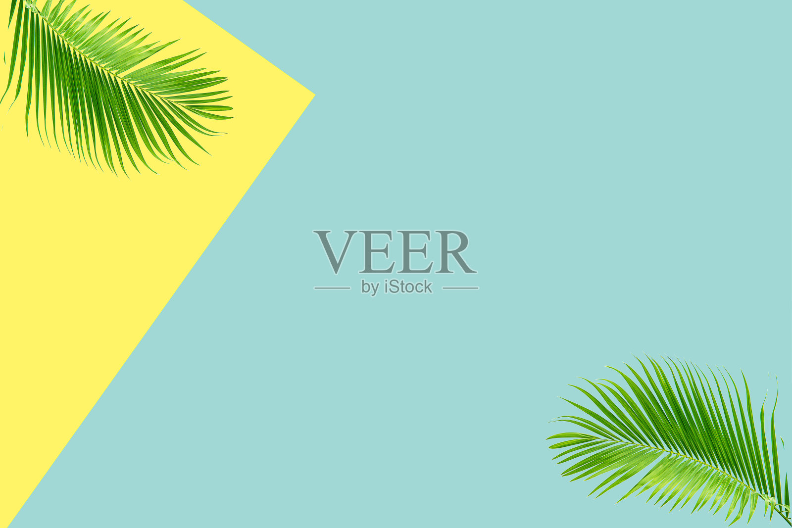 在柔和的背景上自然椰子叶的概念照片摄影图片