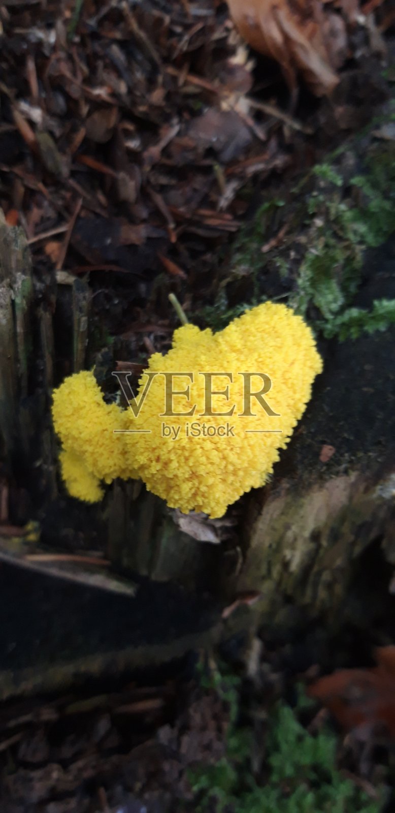 黄色黏菌照片摄影图片