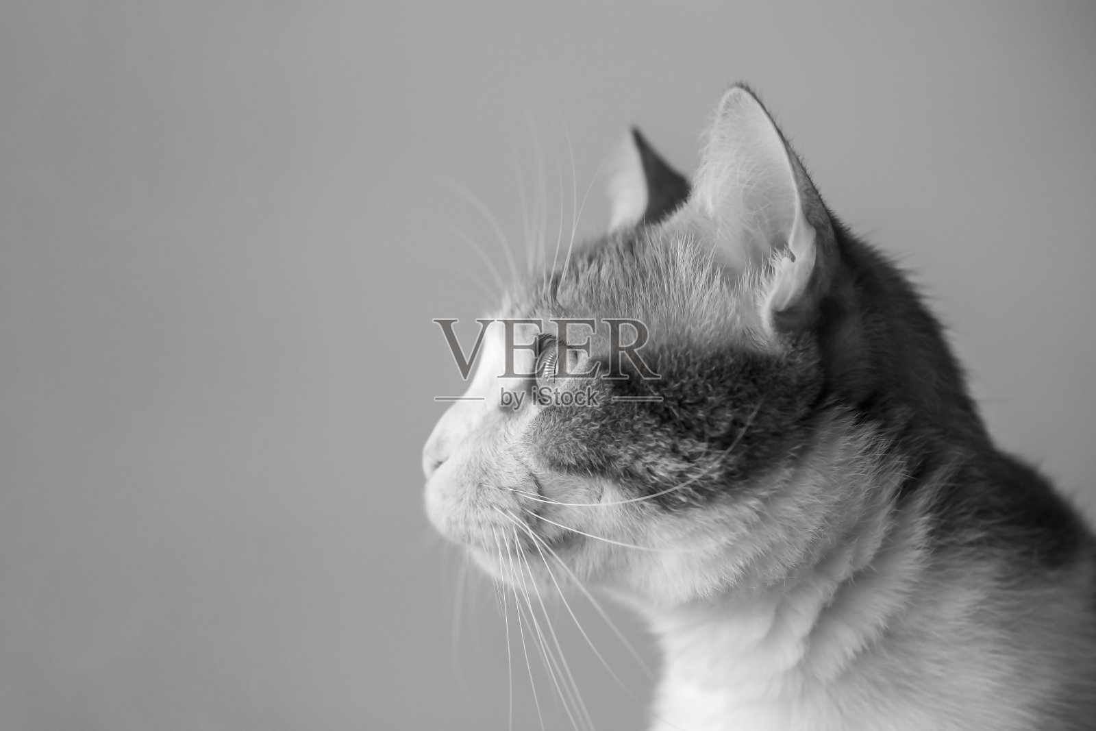 猫在看外面。照片摄影图片