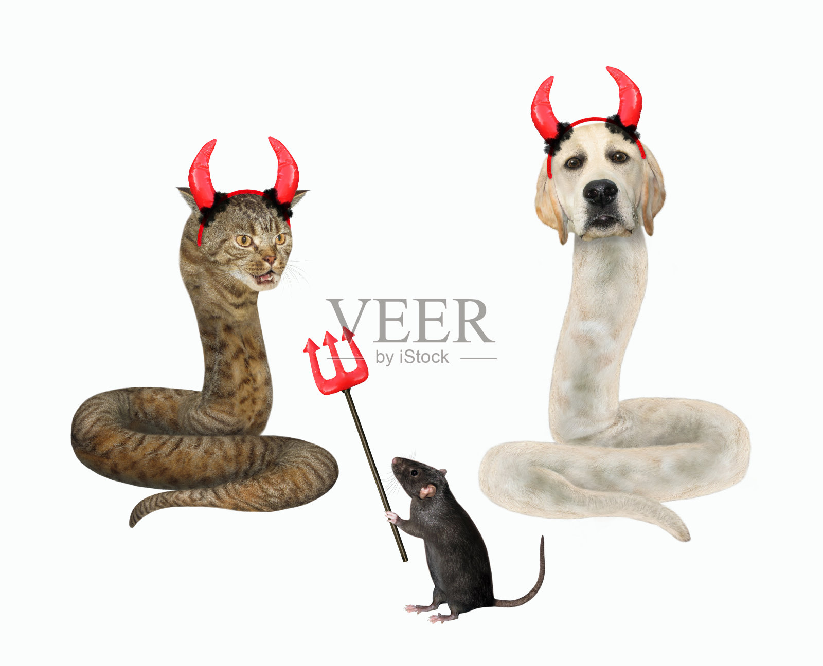 狗、拉布拉多和猫是老鼠身边的蛇照片摄影图片