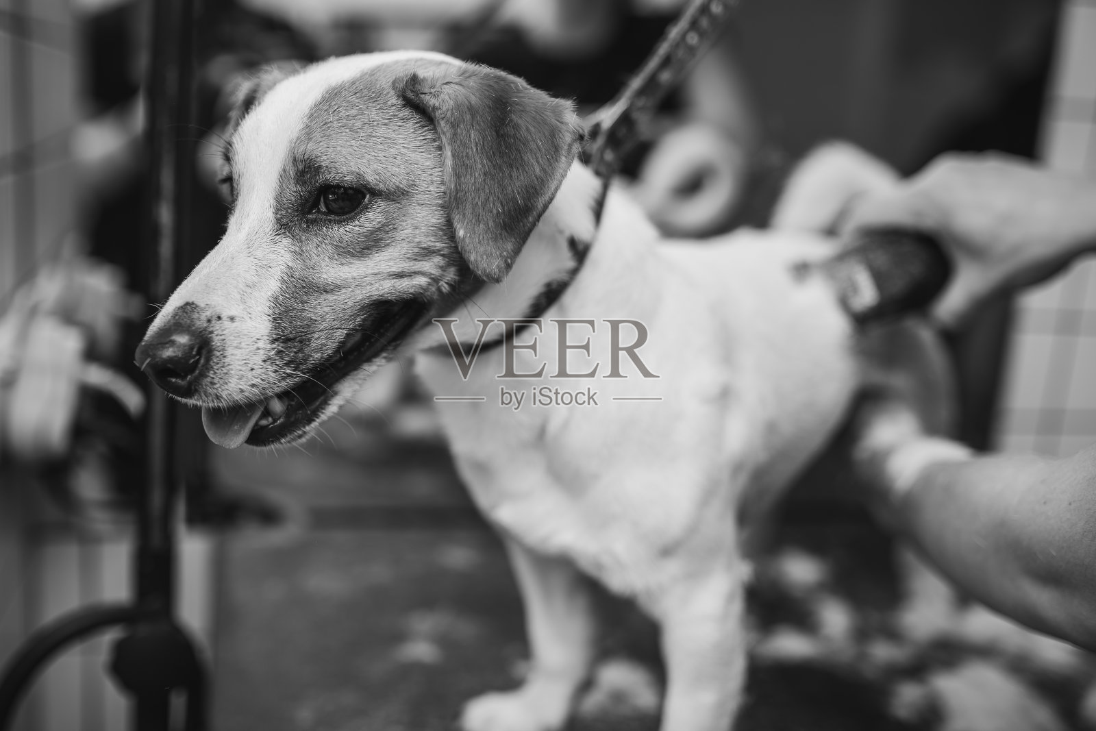 给狗梳洗和洗澡。照顾小朋友照片摄影图片