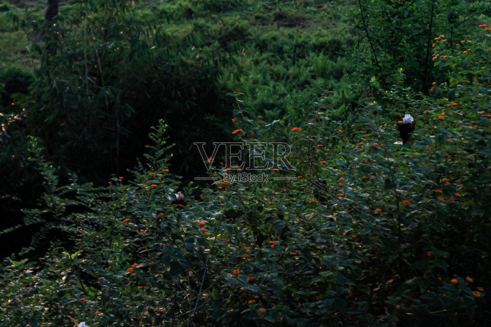 检查布什照片摄影图片