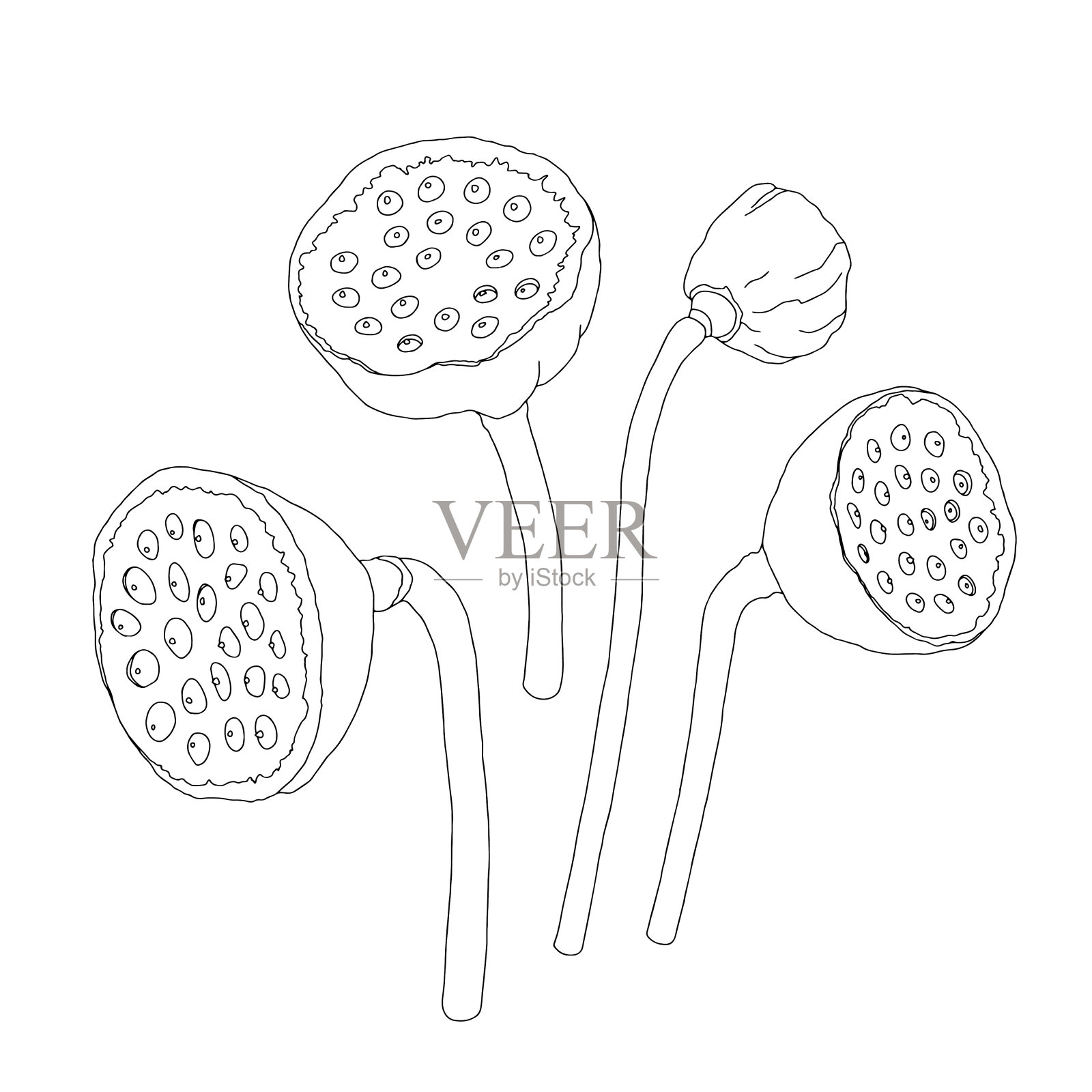 黑白莲花。插画图片素材