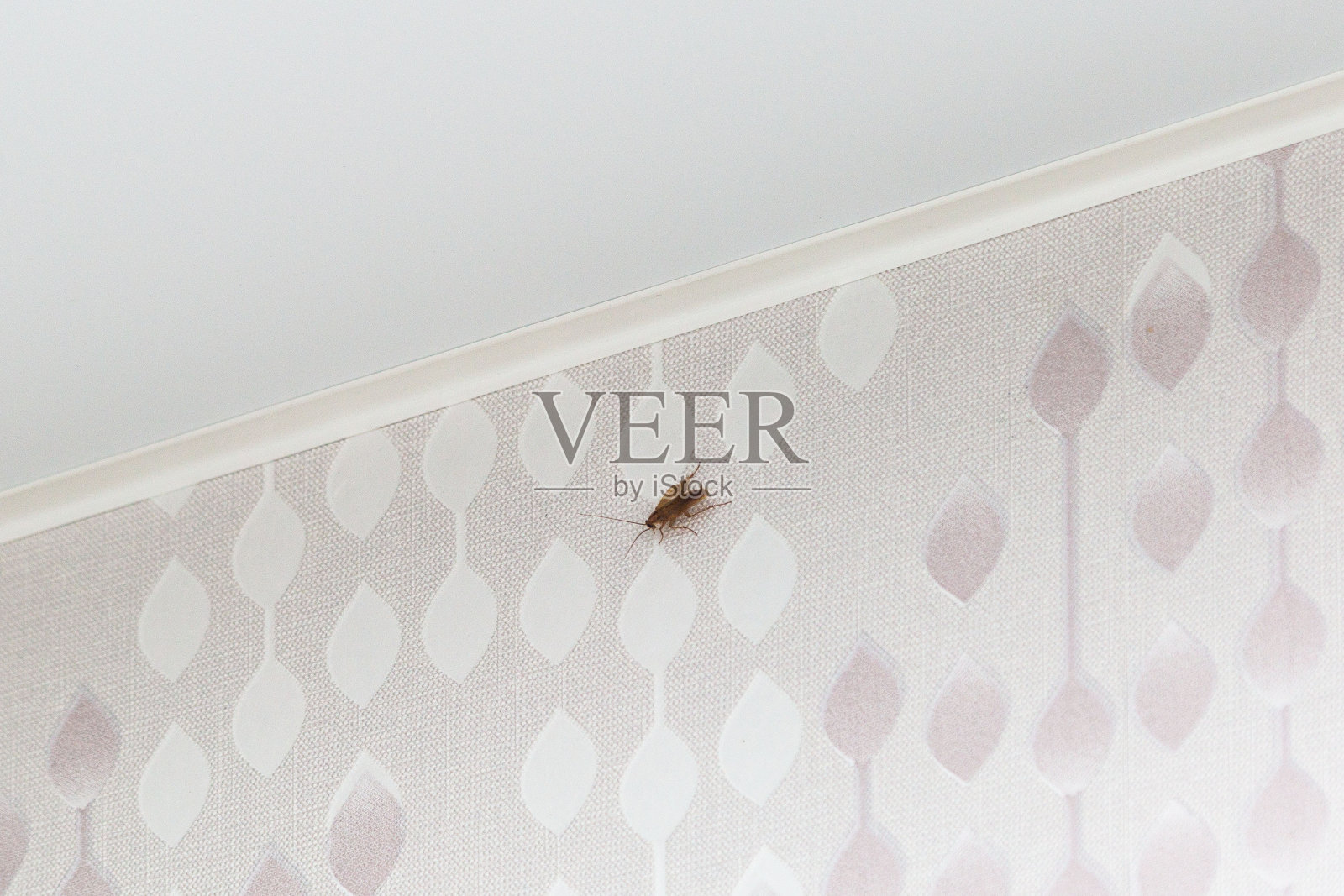 可怕的、肮脏的棕色大蟑螂在公寓的墙上爬行照片摄影图片