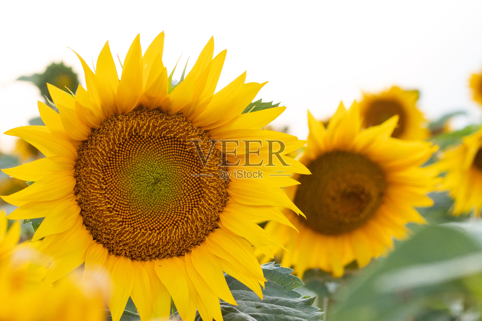 向日葵地里美丽的黄色向日葵特写。带有复制空间的黄色向日葵。乌云下的向日葵照片摄影图片