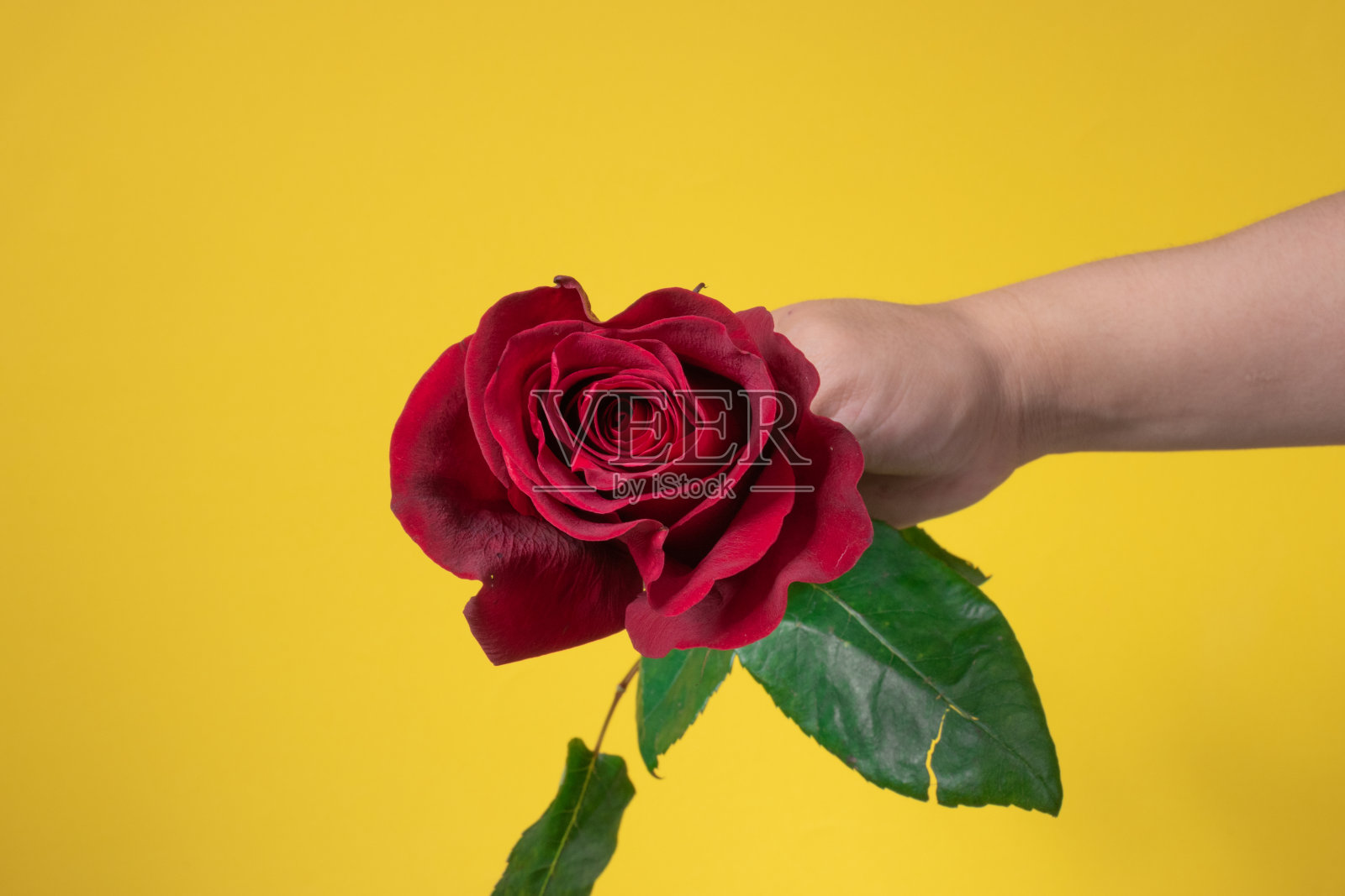 画室背景一个人的手捧着一朵红玫瑰，大自然的美丽，接近自然的花瓣，浪漫的礼物照片摄影图片