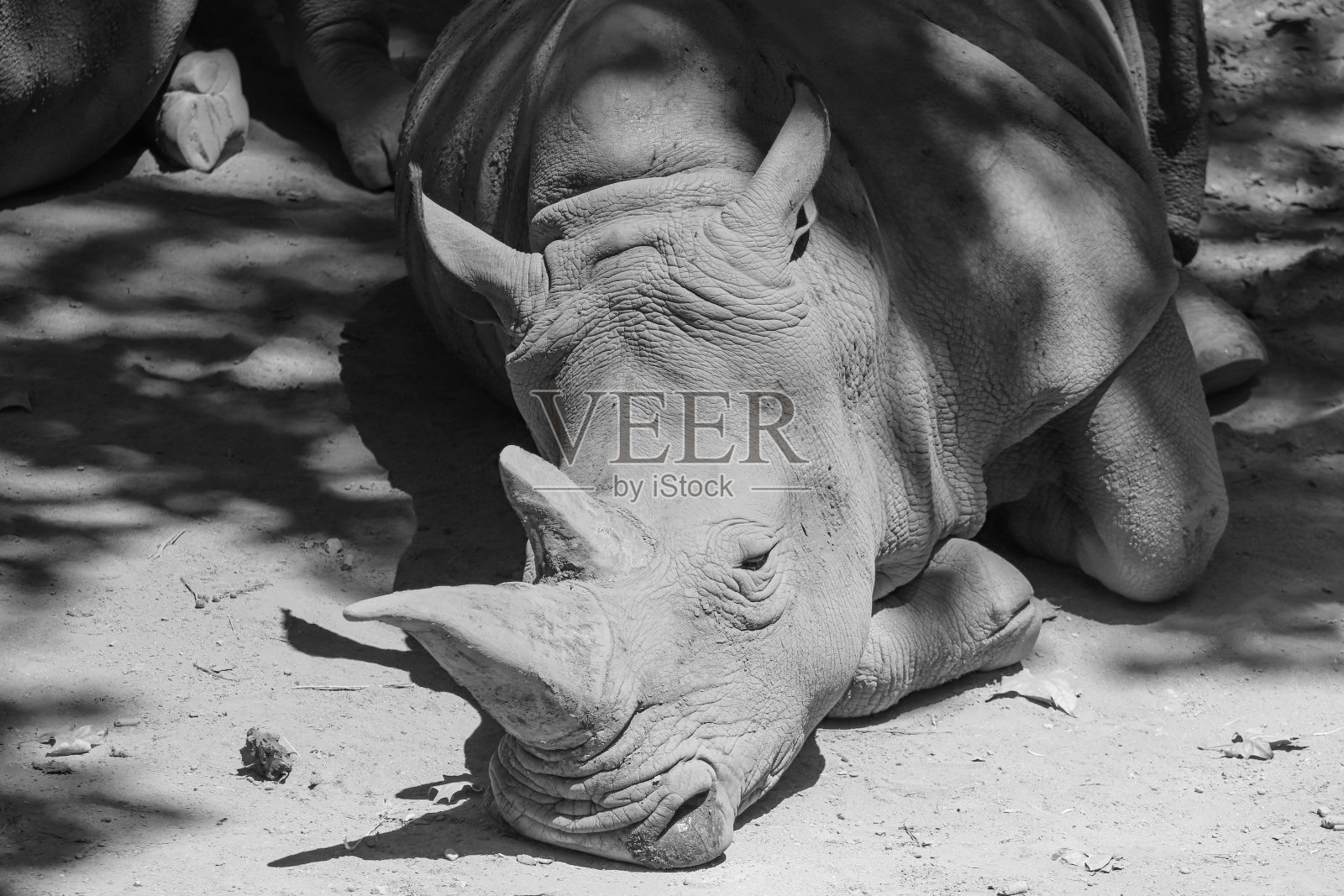 非洲白犀牛在泥浴后休息照片摄影图片