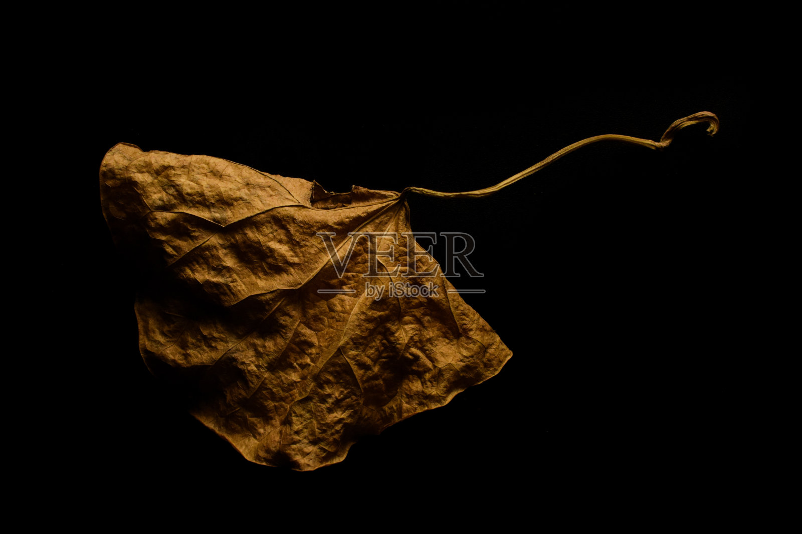 死亡照片摄影图片