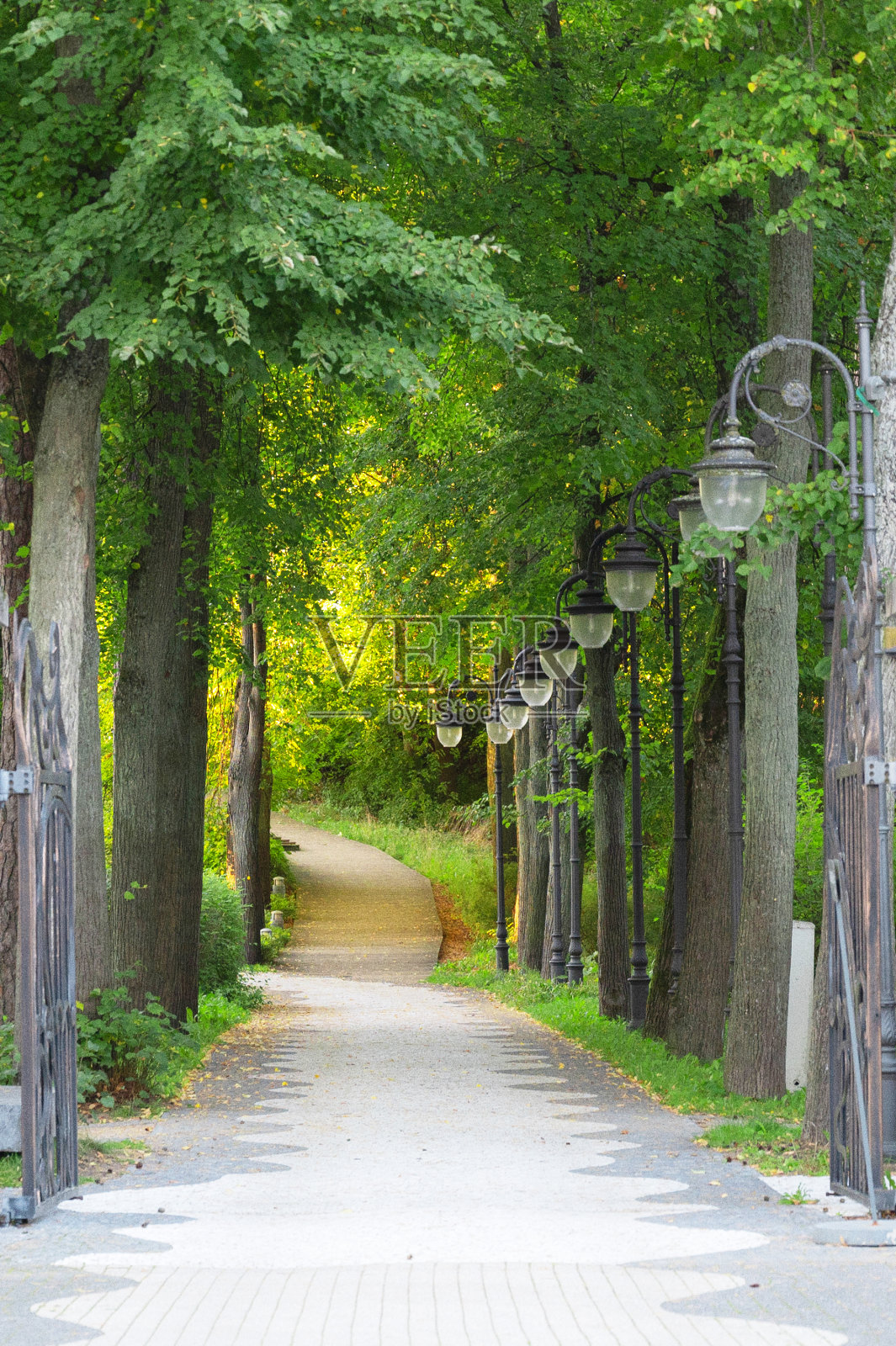 在落叶和针叶树之间的海滨长廊照片摄影图片