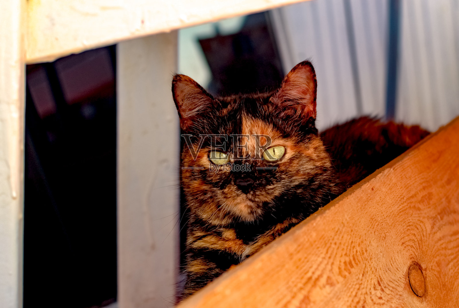 心爱的猫躲着孩子照片摄影图片