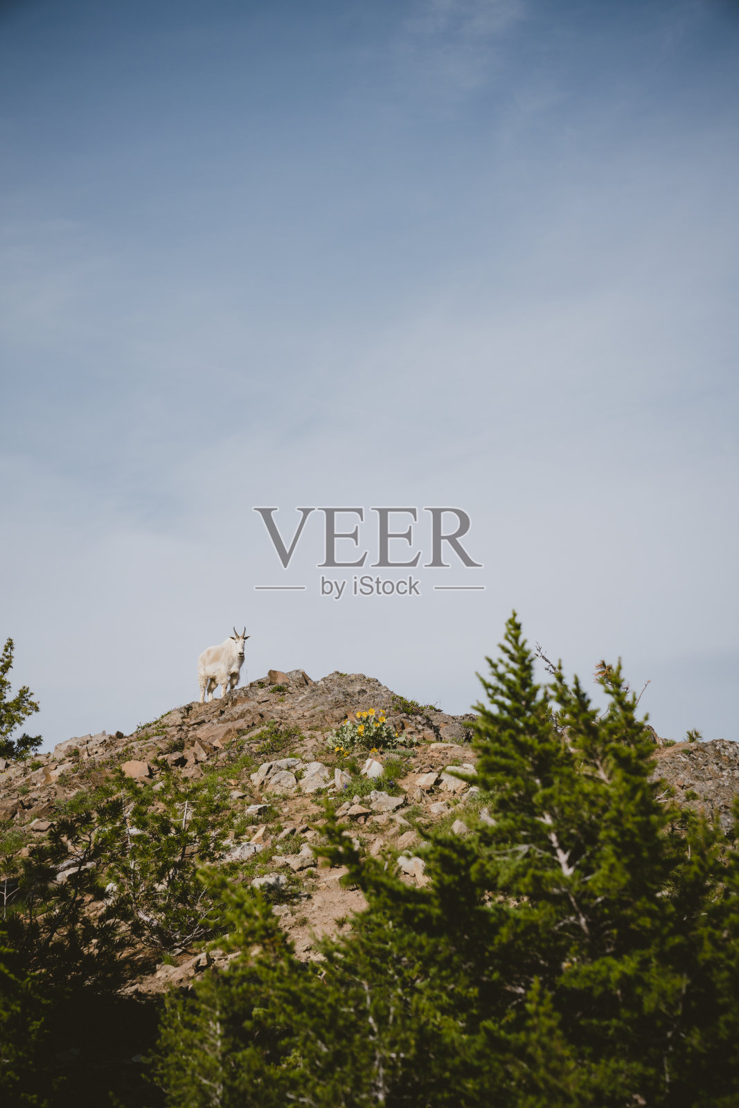 一只山羊站在陡峭的山顶上看着观众照片摄影图片