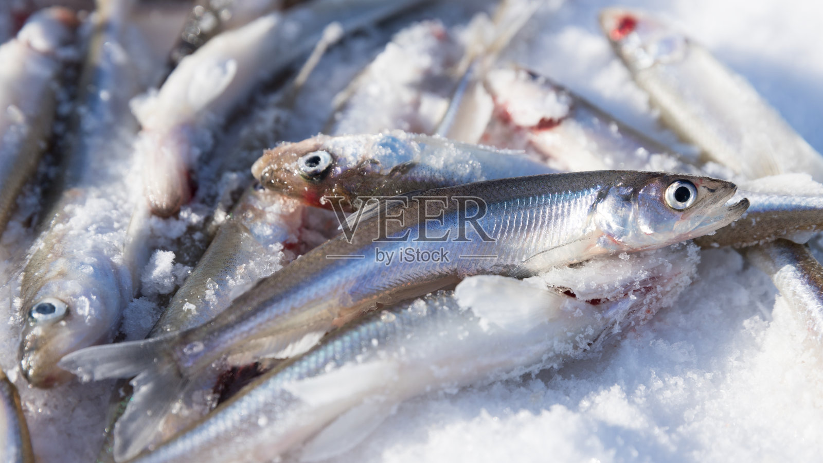 鲜闻-美味的鱼闻黄瓜，非常美味的鱼。冰上钓鱼照片摄影图片