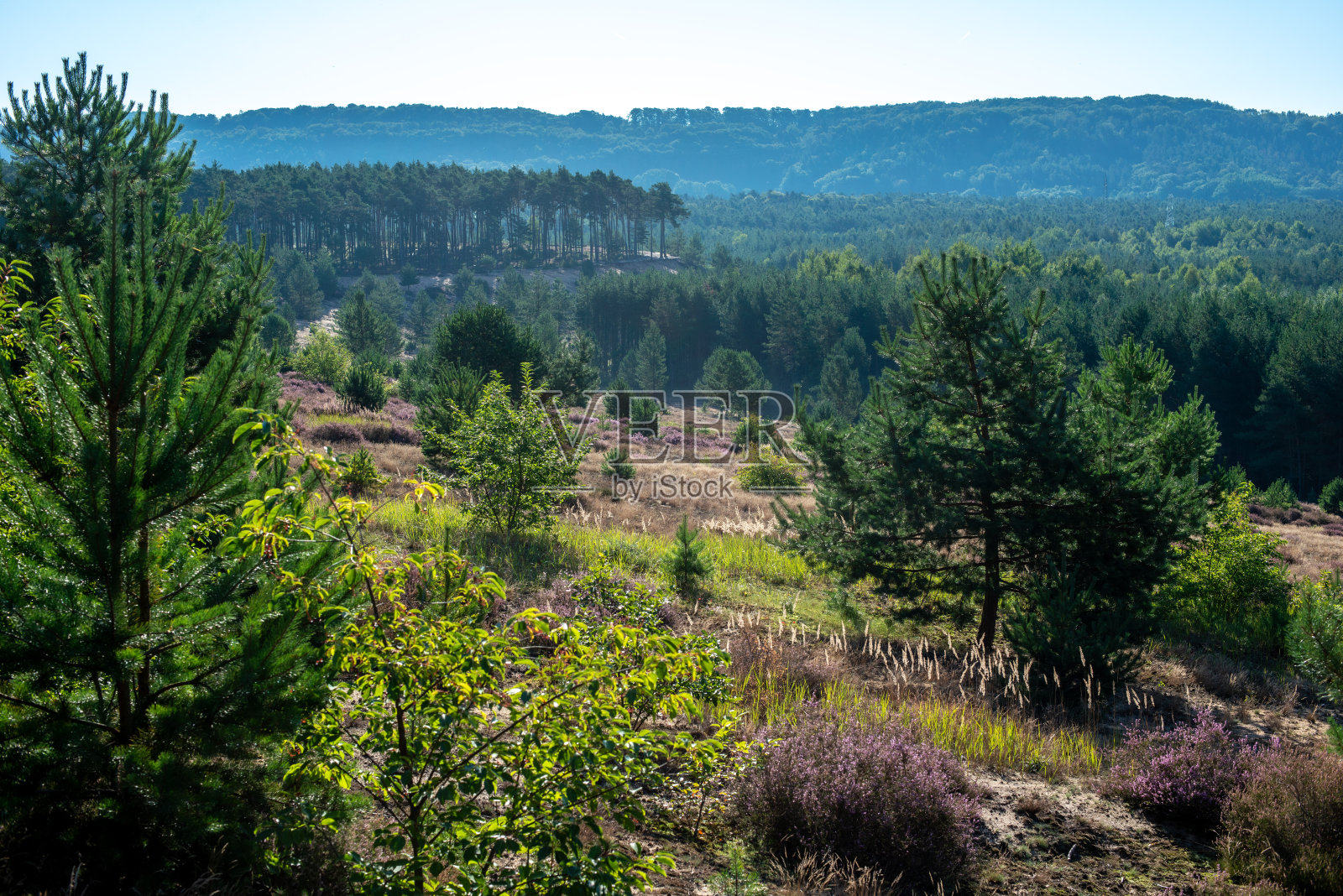 佛朗哥沙丘在石南布卢姆照片摄影图片