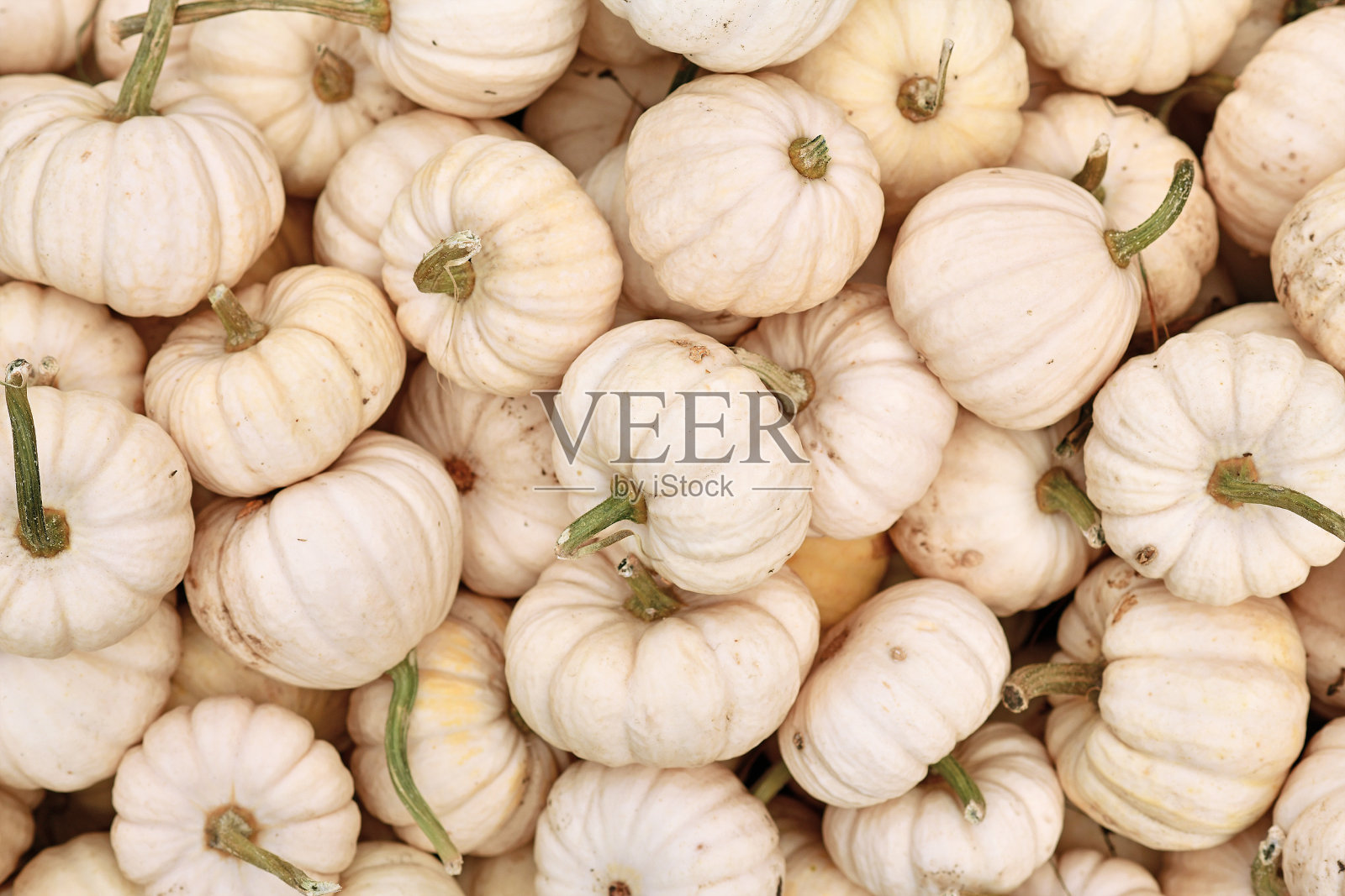 许多小Boo南瓜照片摄影图片