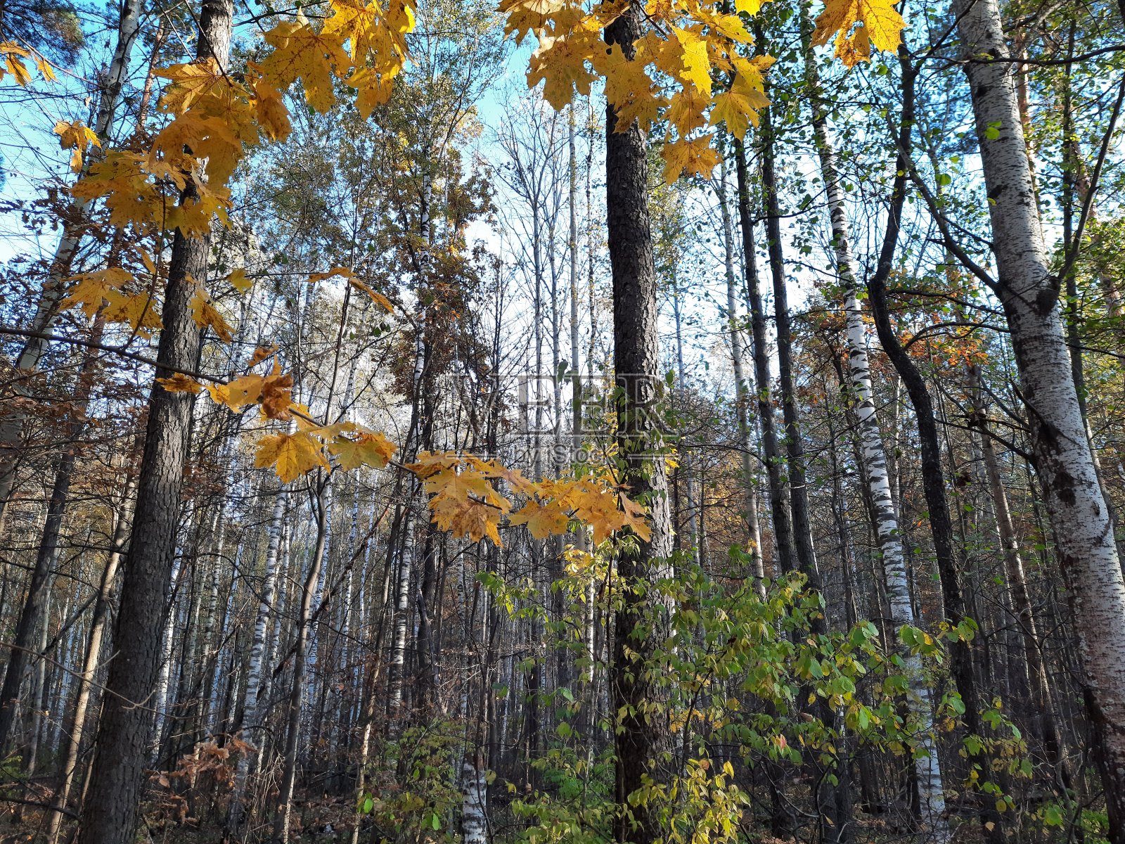 森林景观照片摄影图片