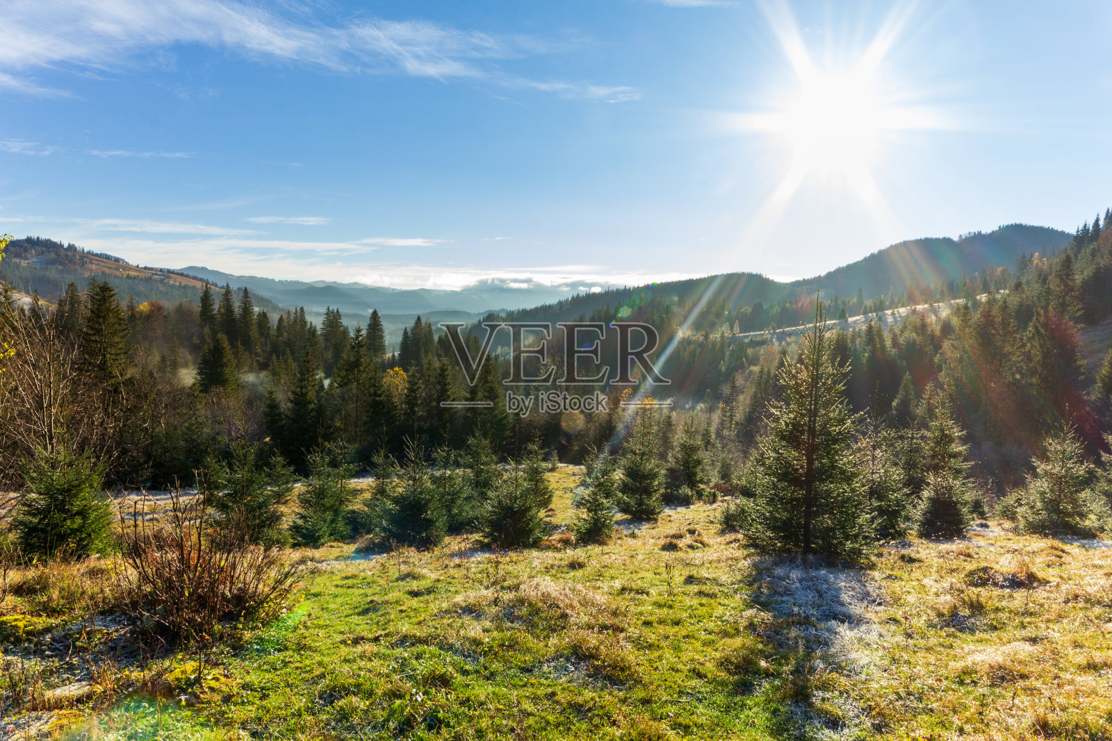 清晨阳光灿烂的森林。太阳首先穿过树枝，在空中形成美丽的光线。草上覆盖着霜。喀尔巴阡山脉。乌克兰照片摄影图片