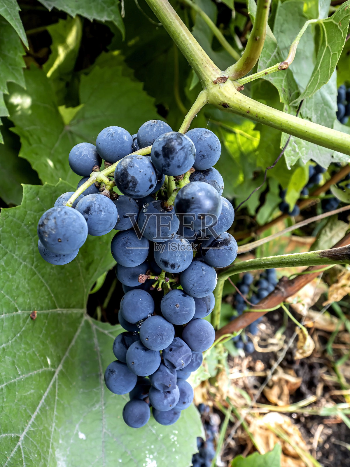 树枝上一串成熟的葡萄照片摄影图片