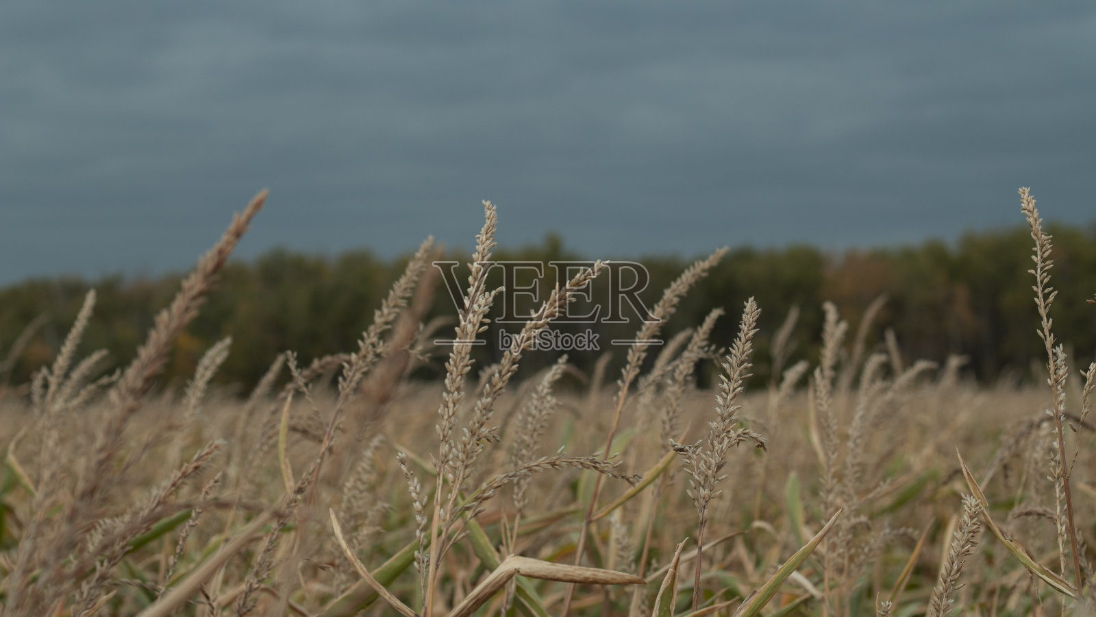 玉米照片摄影图片