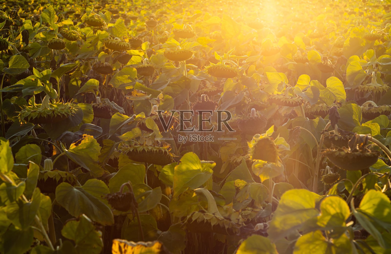 田地的背景上放着一篮成熟的向日葵照片摄影图片