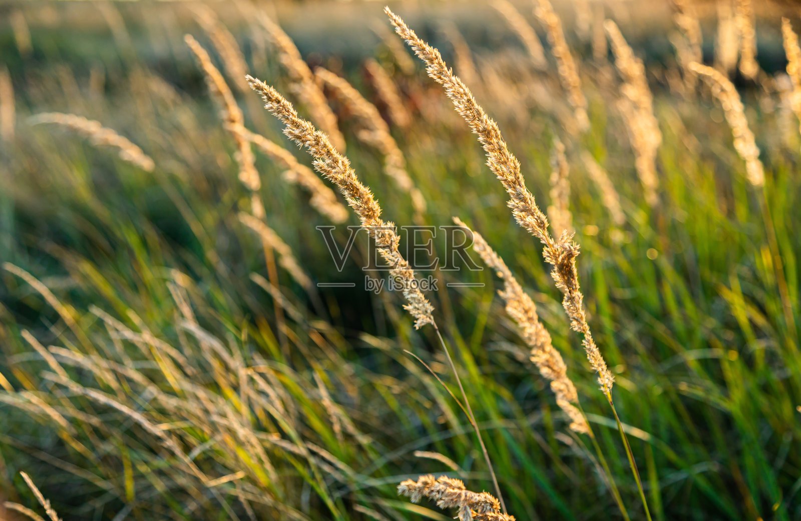 棕色的草花和太阳，棕色的草花田野与自然棕色的背景照片摄影图片