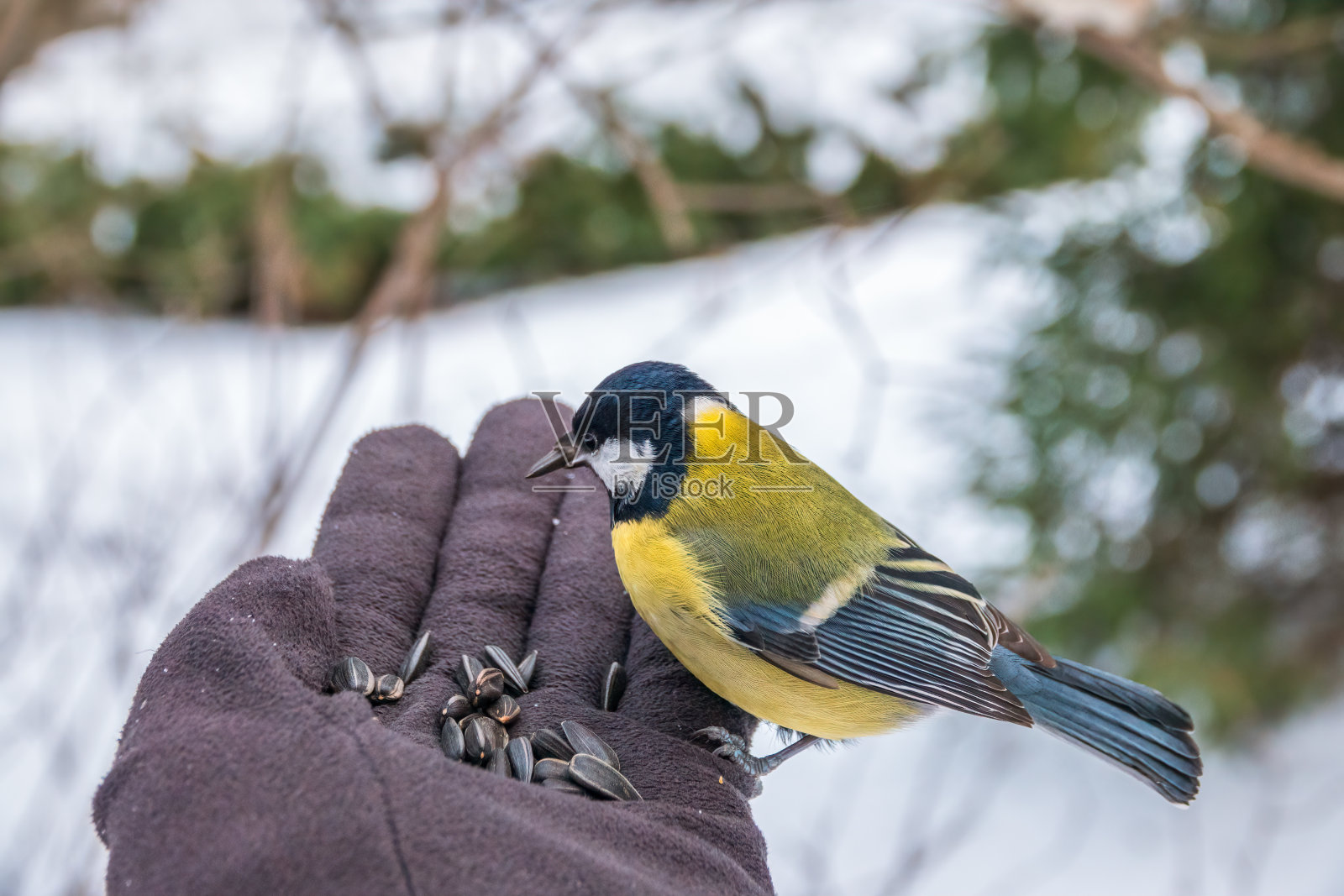 山雀从手上吃种子照片摄影图片
